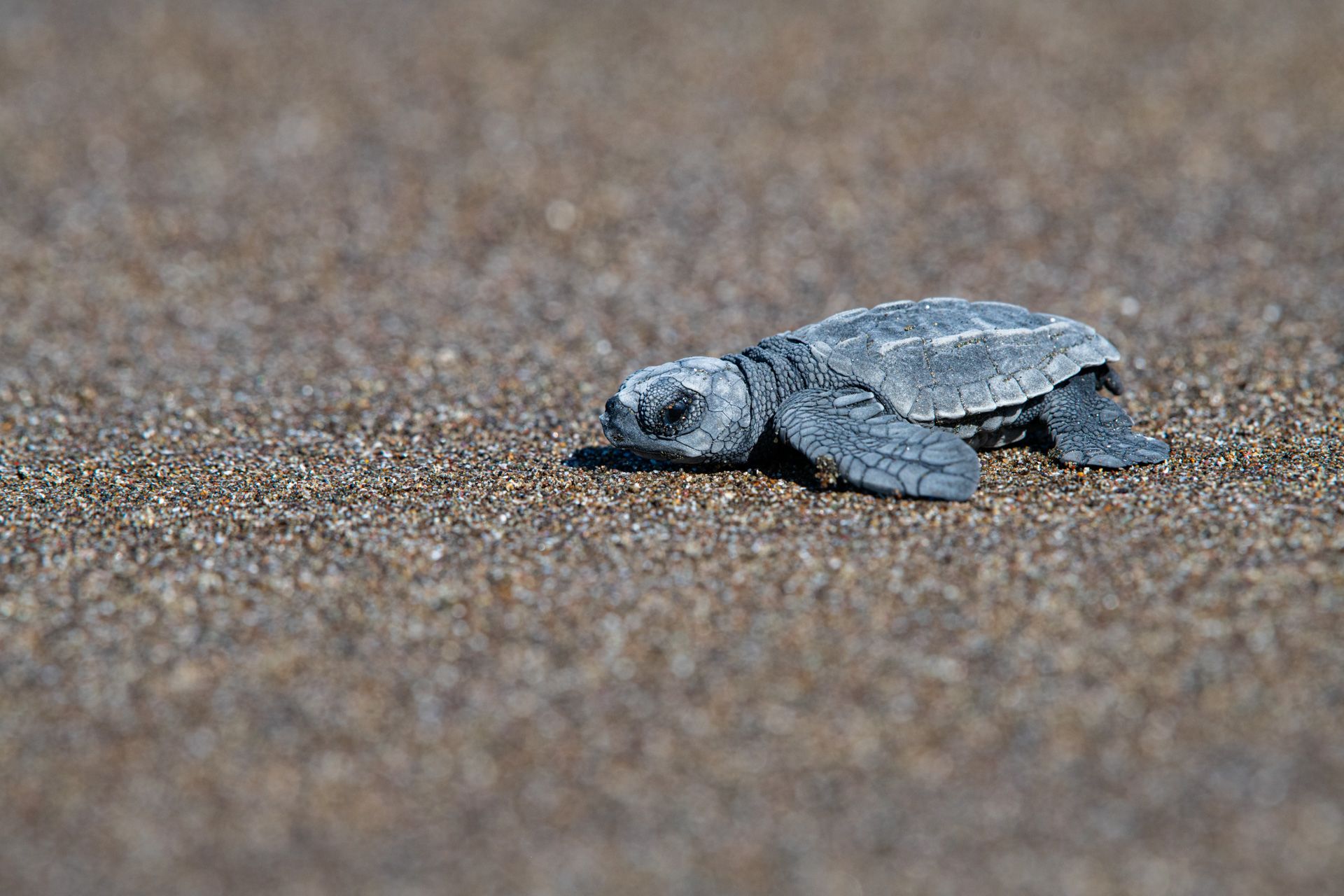 Olive ridley sea turtle hatchling crossing dark volcanic sand toward the sea at Ostional, Guanacaste, Costa Rica