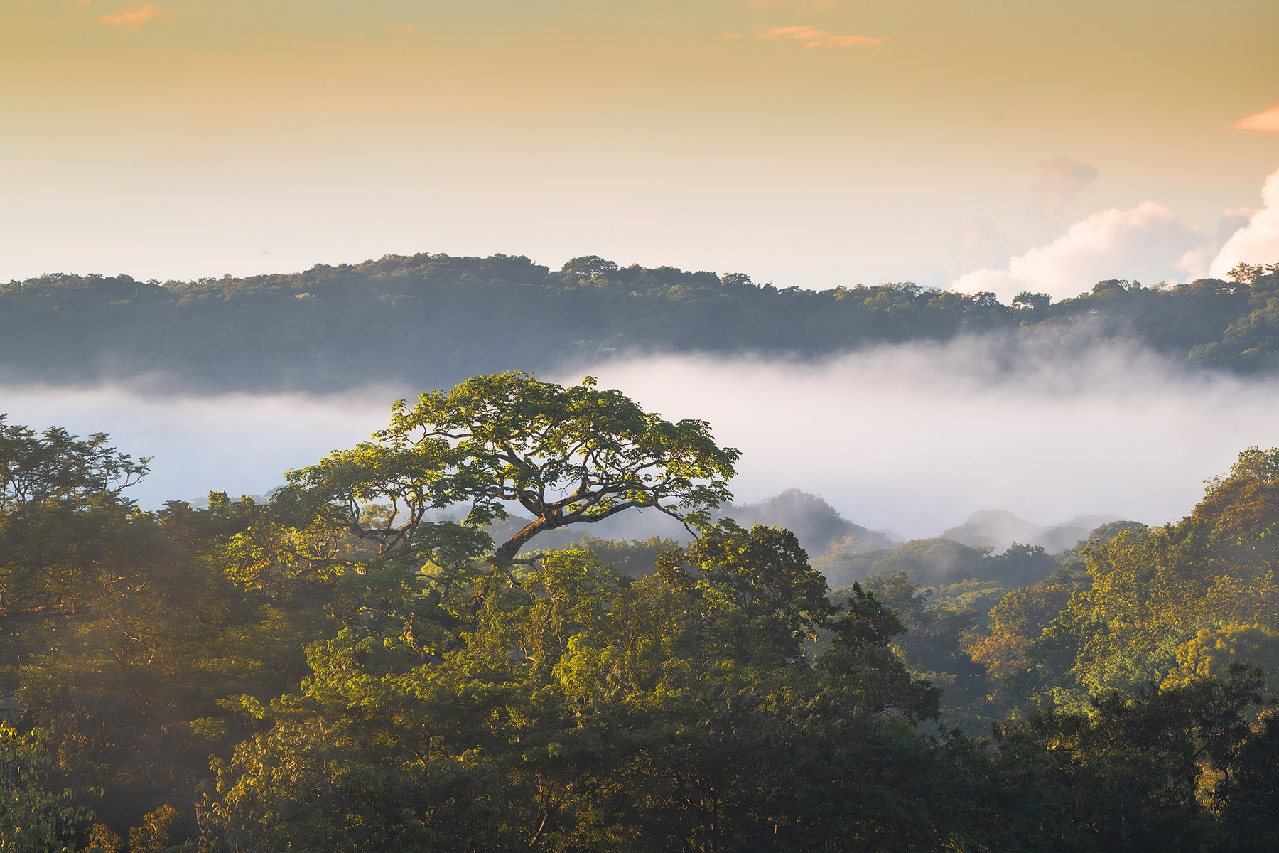 canopy tree misty valley — The Sanctuary Estate, Nosara, Costa Rica