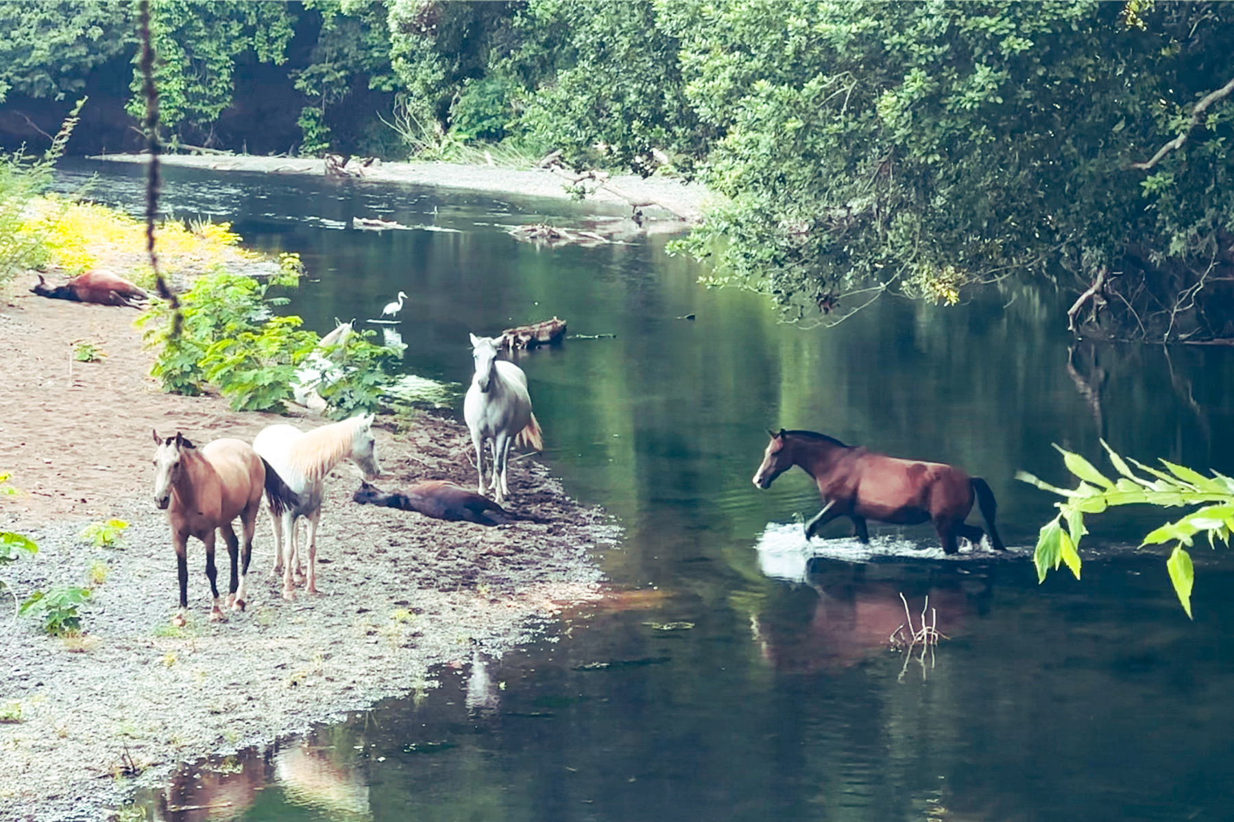 river with horses — The Sanctuary Estate, Nosara, Costa Rica