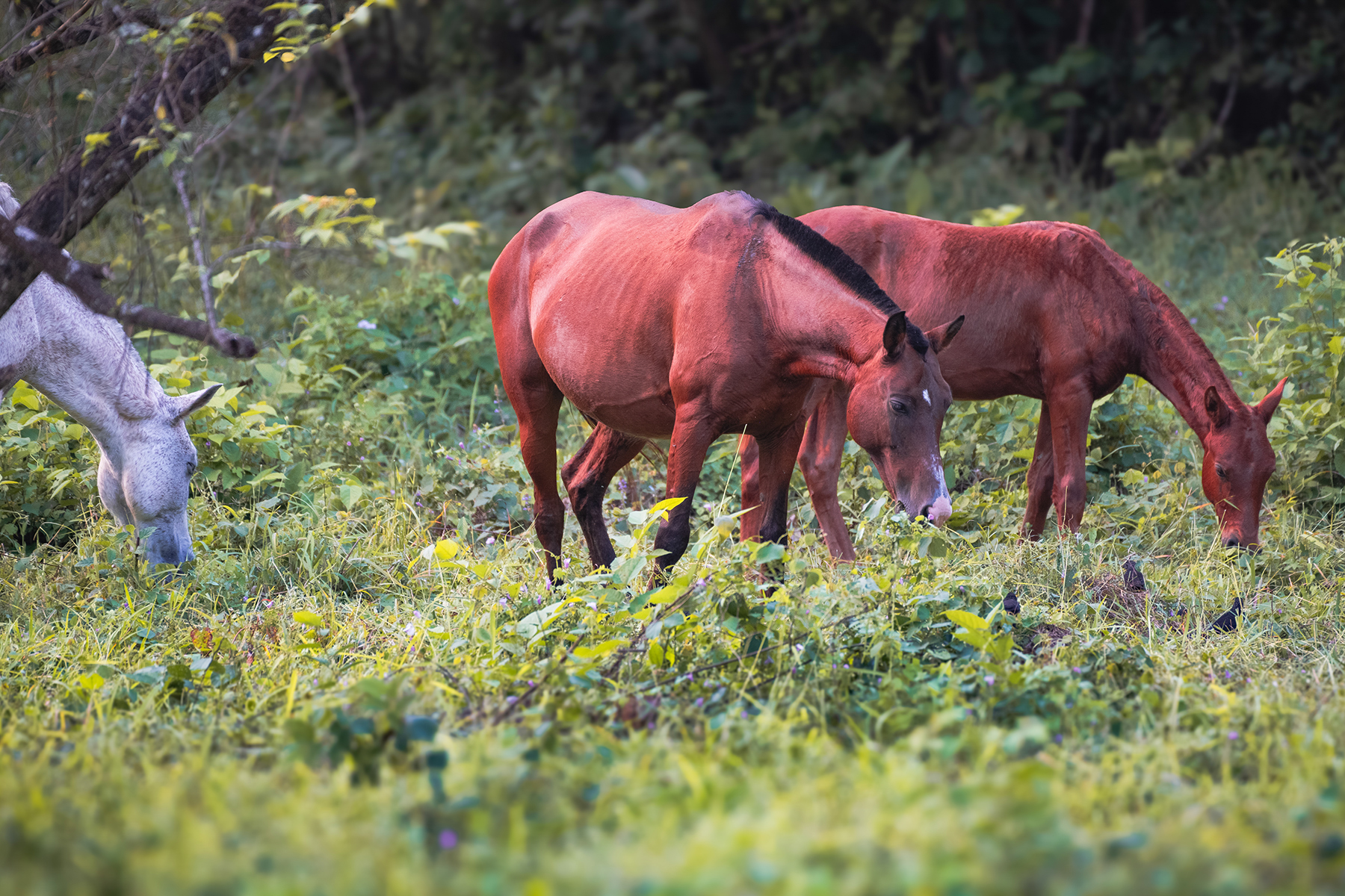 horses grazing in pasture — The Sanctuary Estate, Nosara, Costa Rica