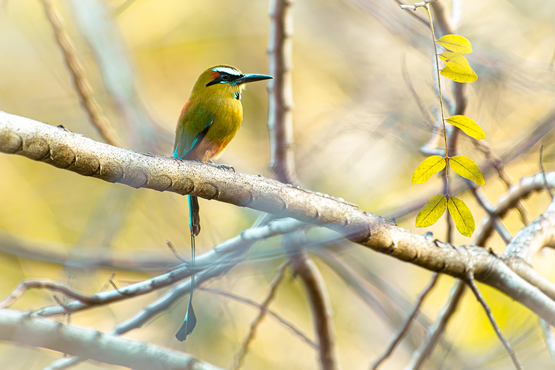 turquoise browed motmot eumomota superciliosa nosara — The Sanctuary Estate, Nosara, Costa Rica