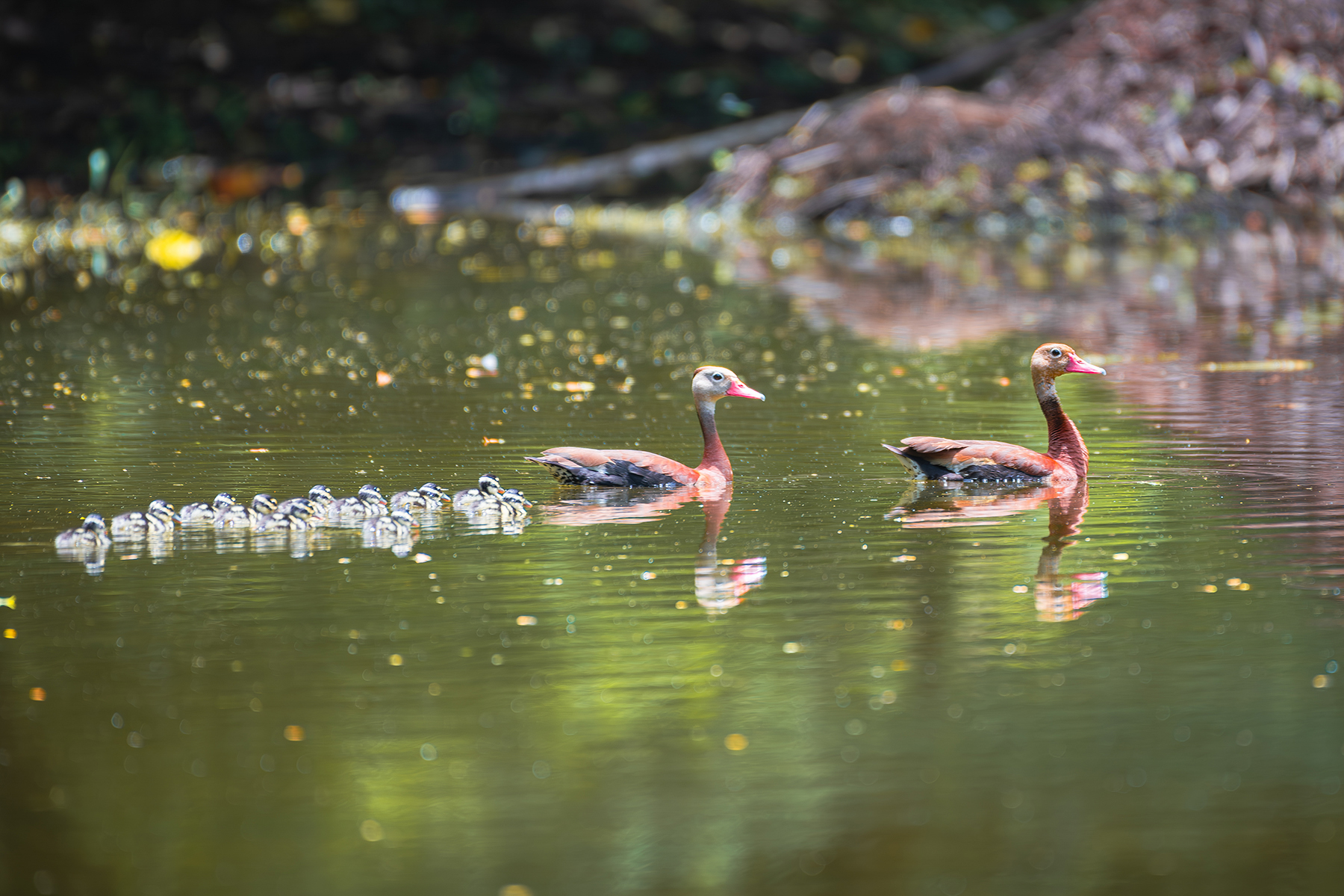 black bellied whistling ducks dendrocygna autumnalis nosara — The Sanctuary Estate, Nosara, Costa Rica