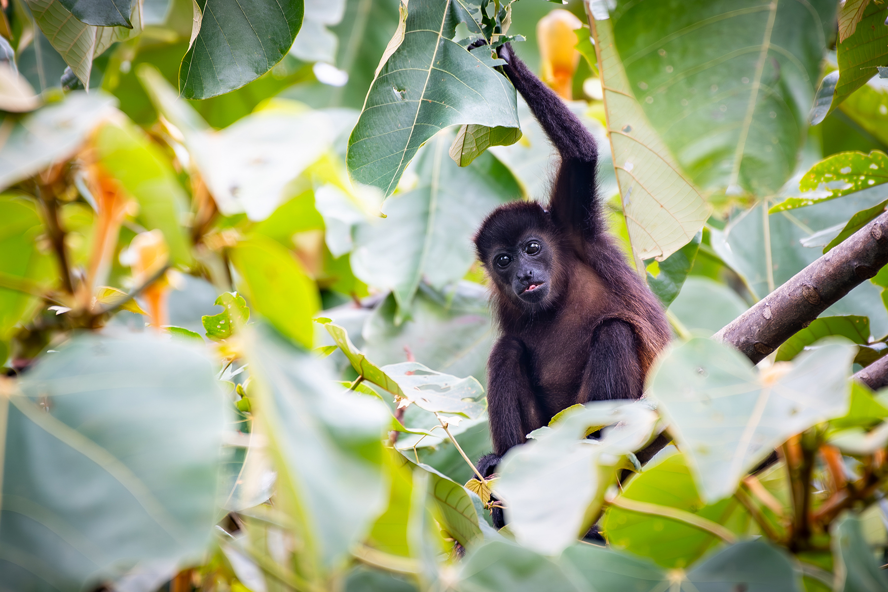 mantled howler monkey alouatta palliata nosara — The Sanctuary Estate, Nosara, Costa Rica
