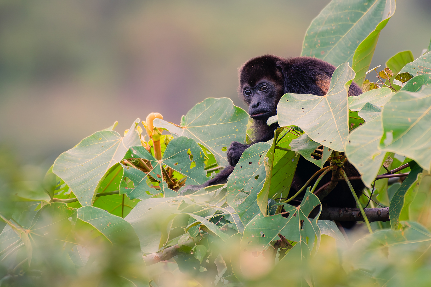 mantled howler monkey alouatta palliata nosara — The Sanctuary Estate, Nosara, Costa Rica
