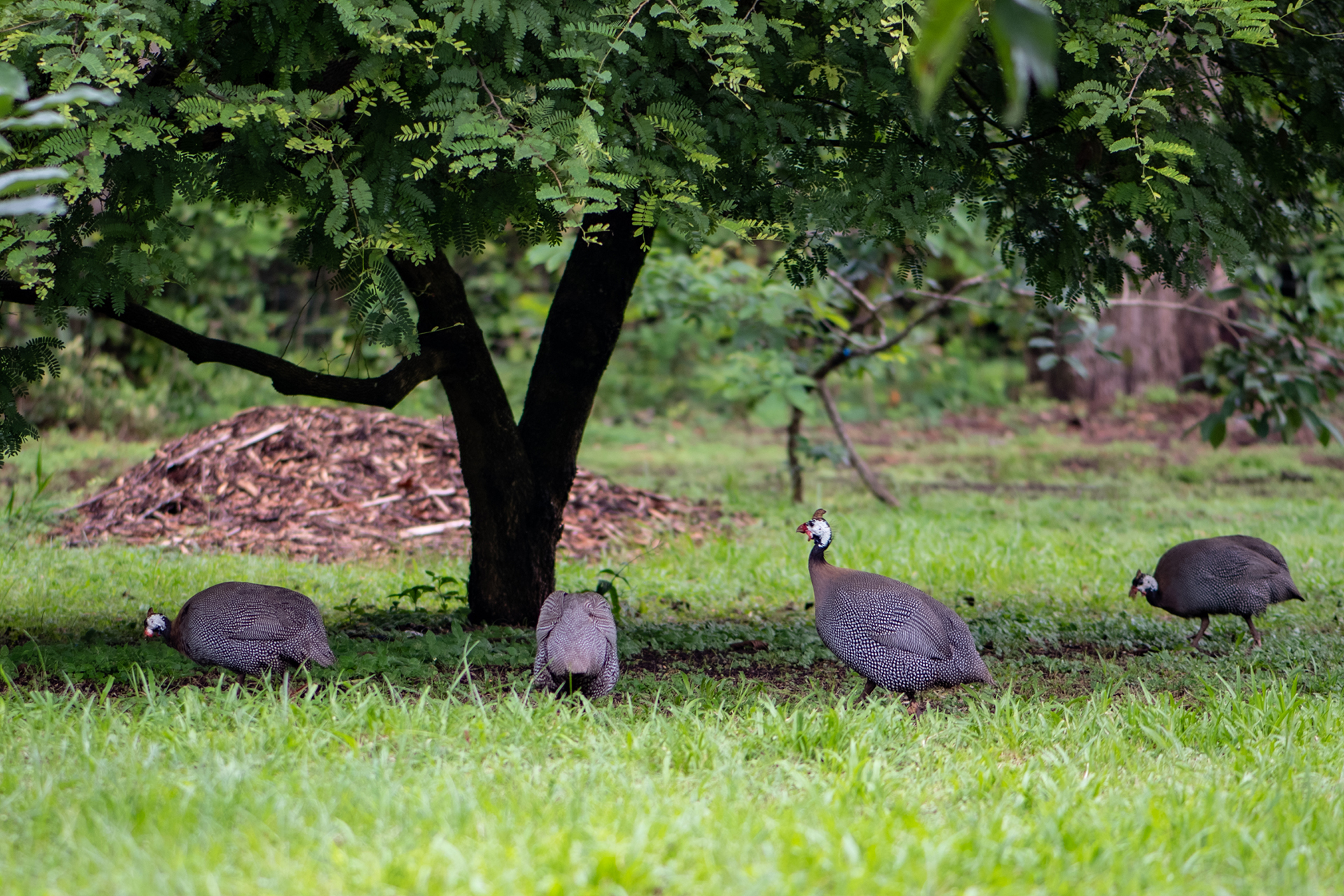 Birds — photo collection from The Sanctuary Estate, Nosara, Costa Rica
