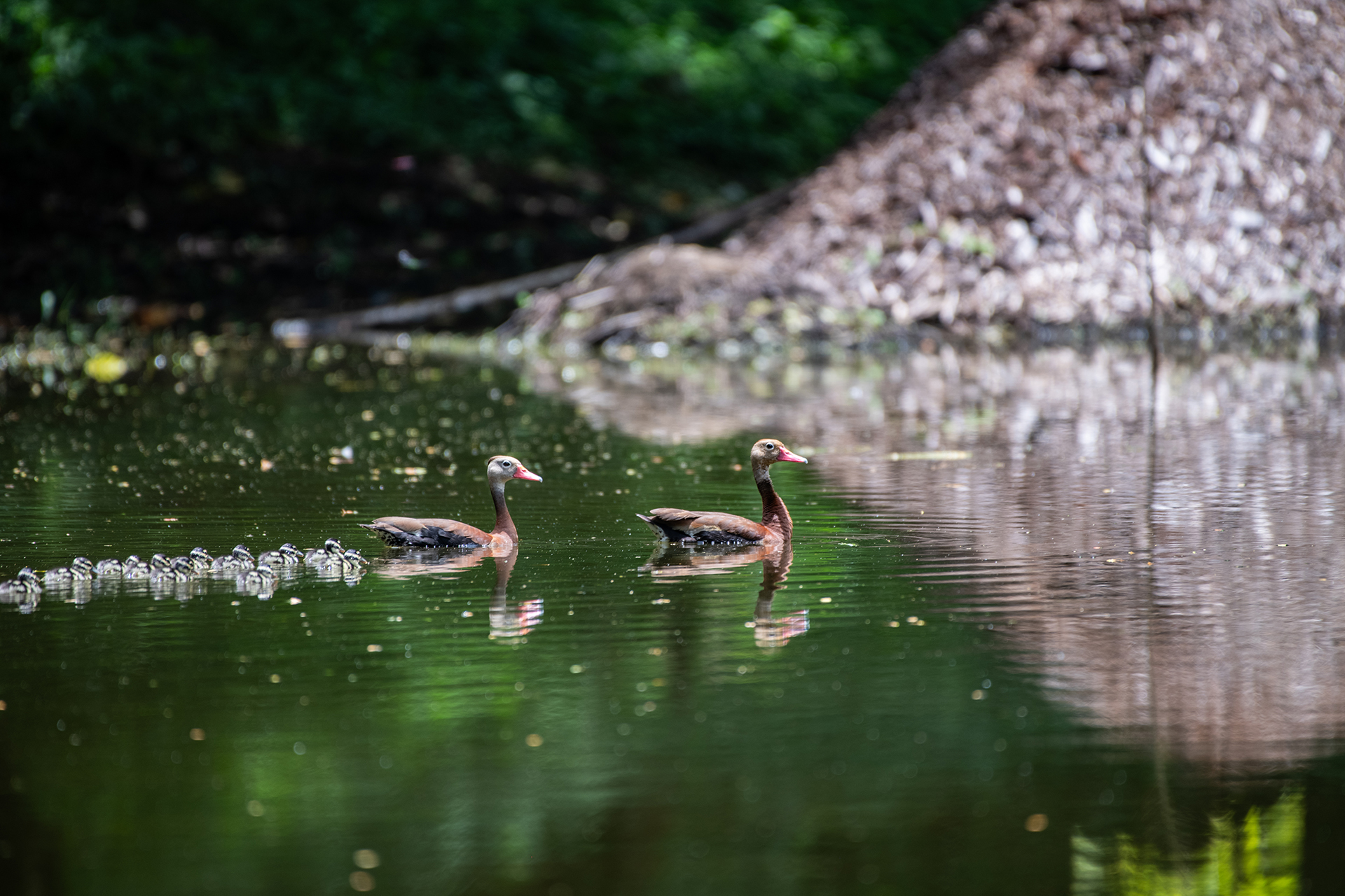 Black-bellied-whistling-duck (Dendrocygna autumnalis)