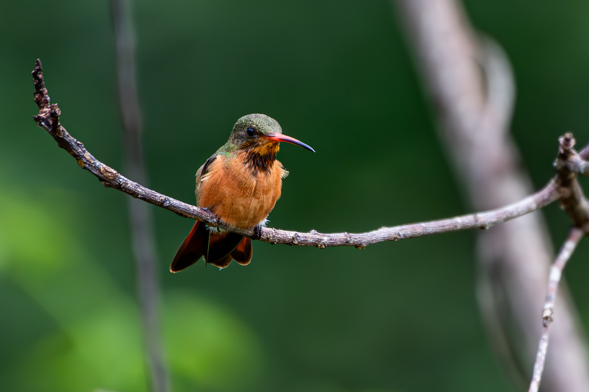 Cinnamon-hummingbird (Amazilia rutila)