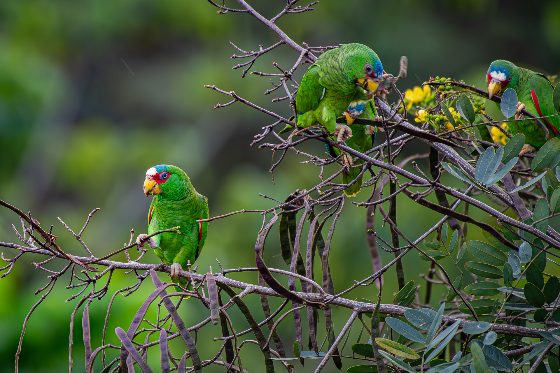 White-fronted-amazon (Amazona albifrons)