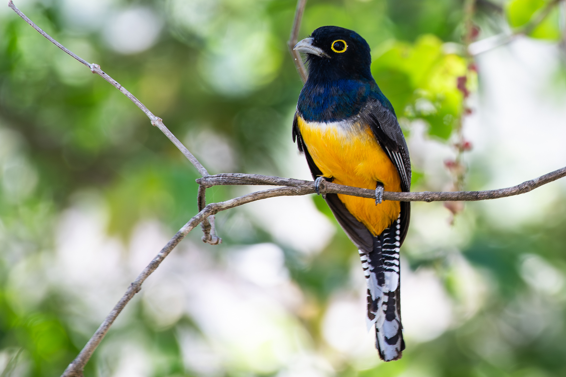 Gartered-trogon (Trogon caligatus)
