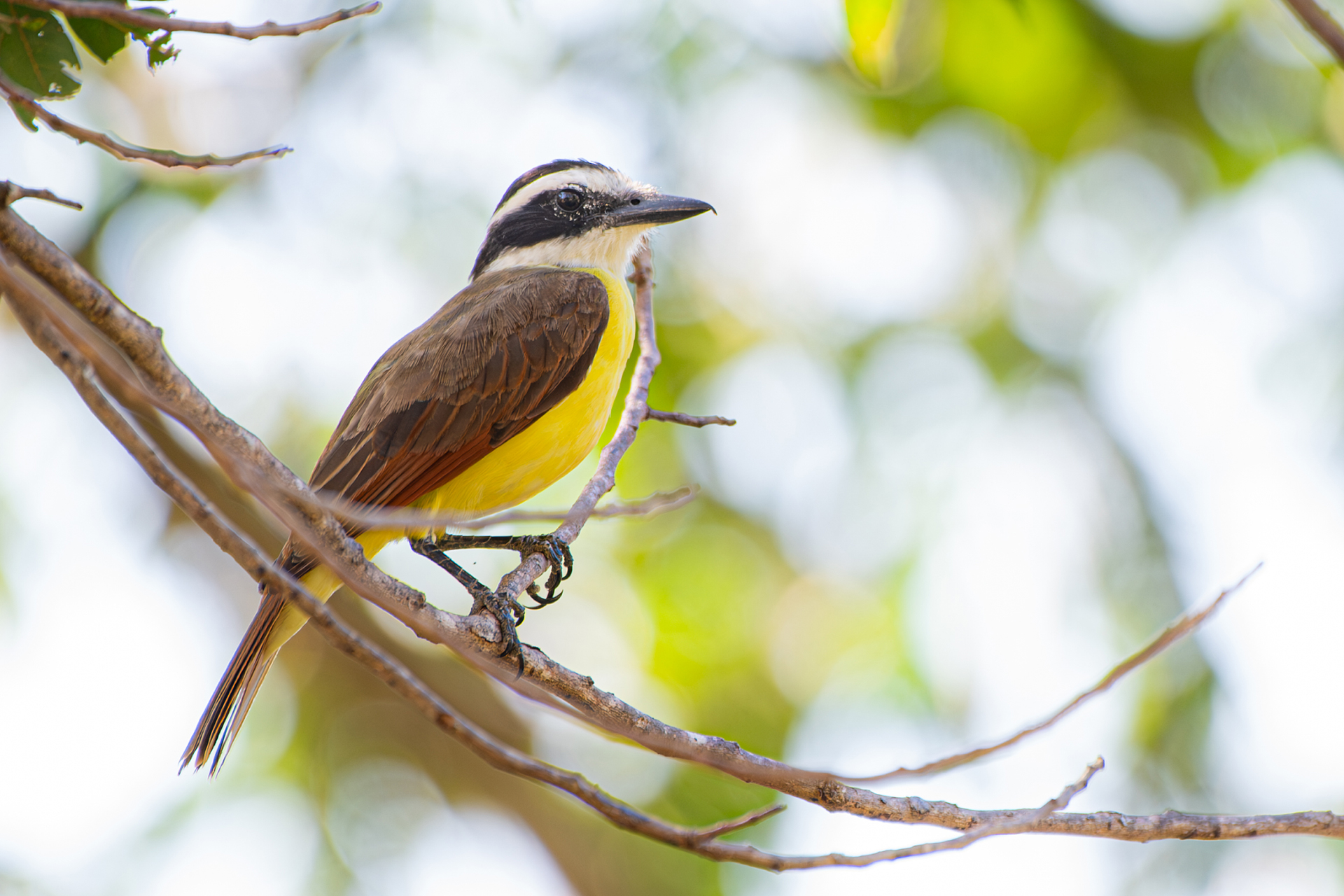 Great-kiskadee (Pitangus sulphuratus)