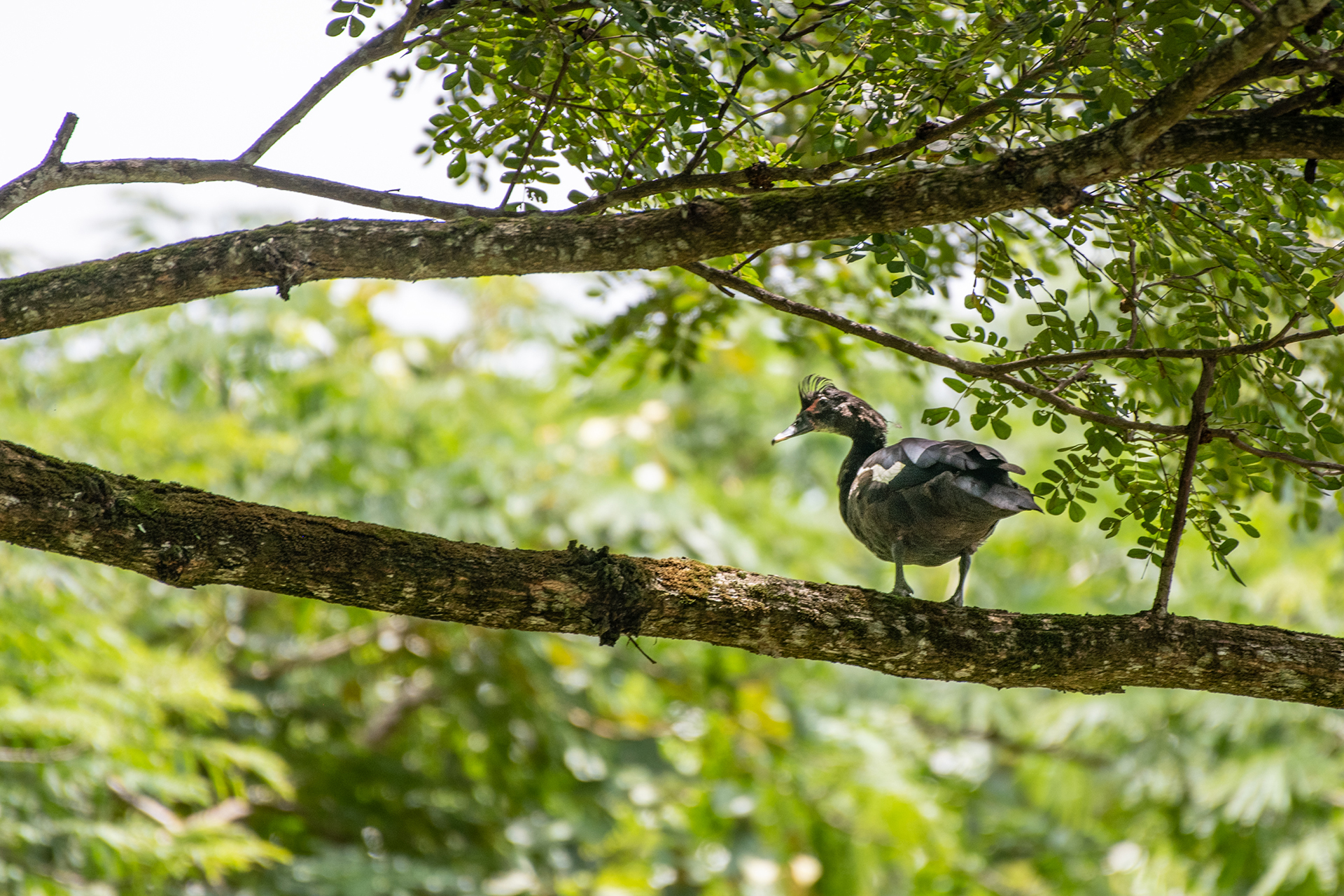 Muscovy-duck (Cairina moschata)