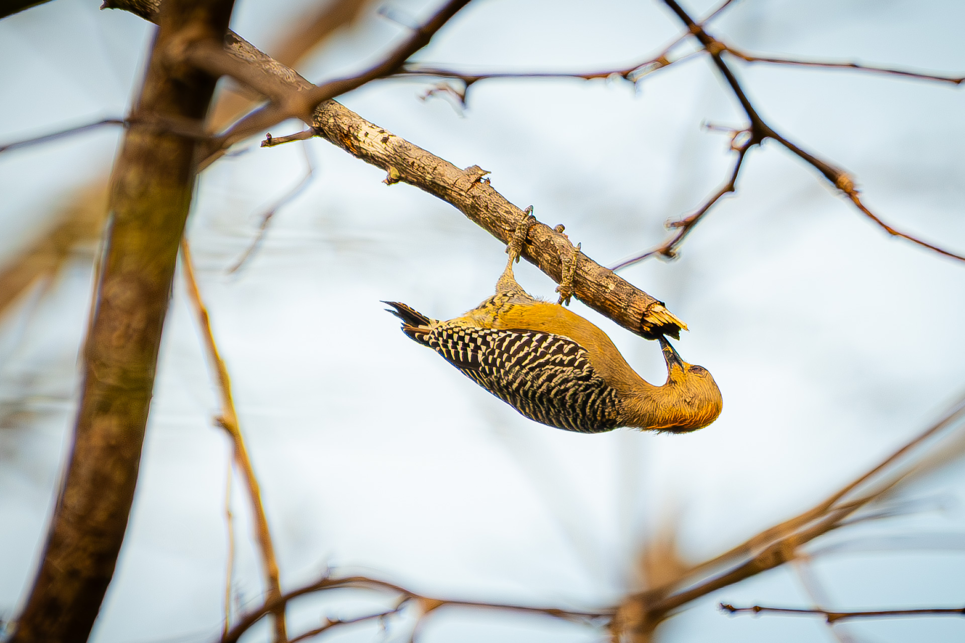 Hoffmanns-woodpecker (Melanerpes hoffmannii)