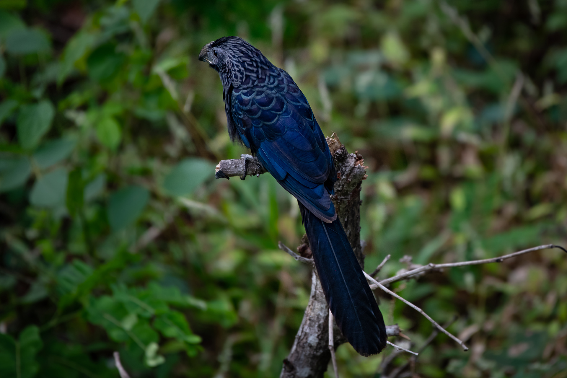 Groove-billed-ani (Crotophaga sulcirostris)