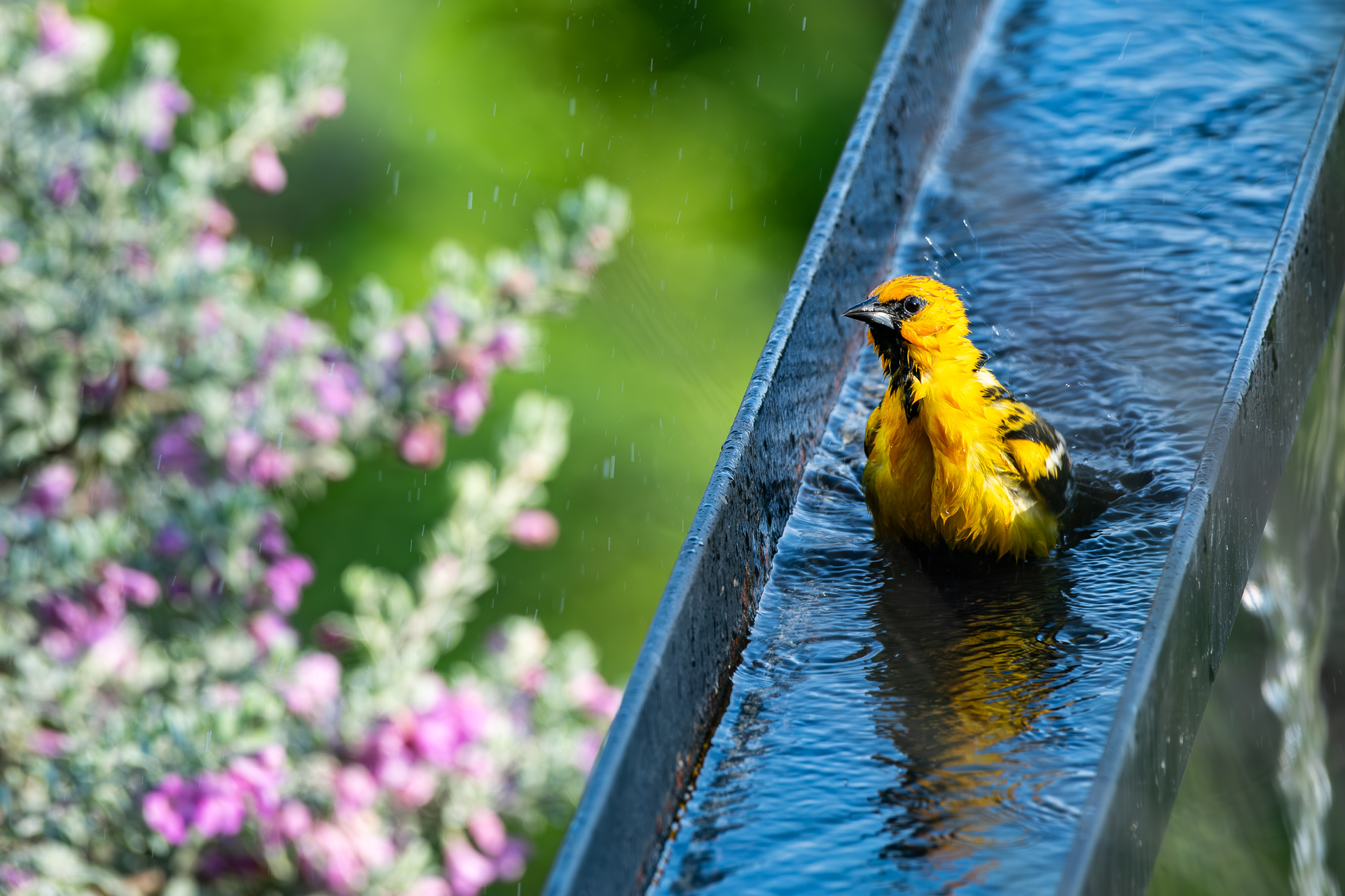 Spot-breasted-oriole (Icterus pectoralis)