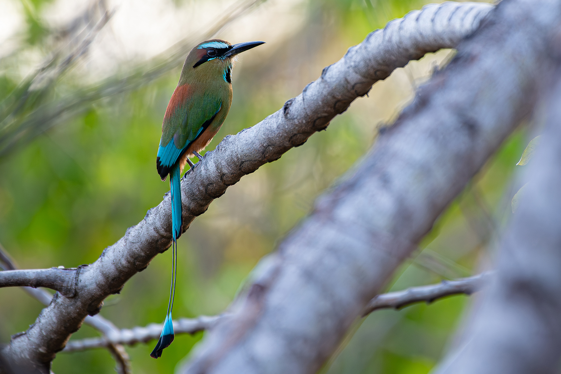 Turquoise-browed-motmot (Eumomota superciliosa)