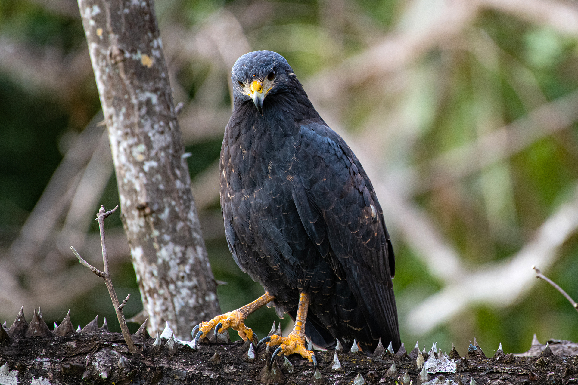 Common-black-hawk (Buteogallus anthracinus)