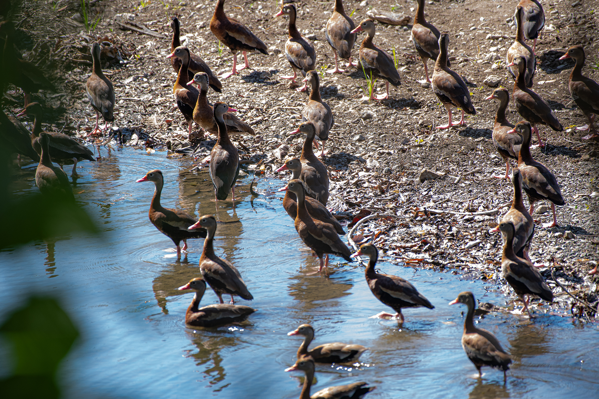 Black-bellied-whistling-duck (Dendrocygna autumnalis)