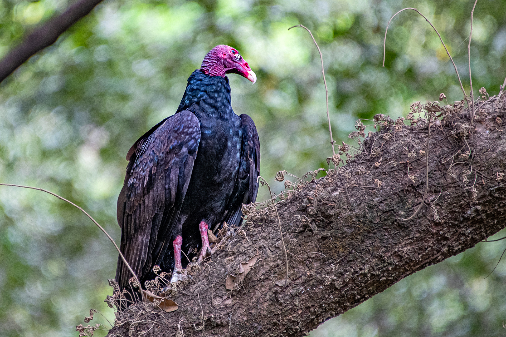Turkey-vulture (Cathartes aura)