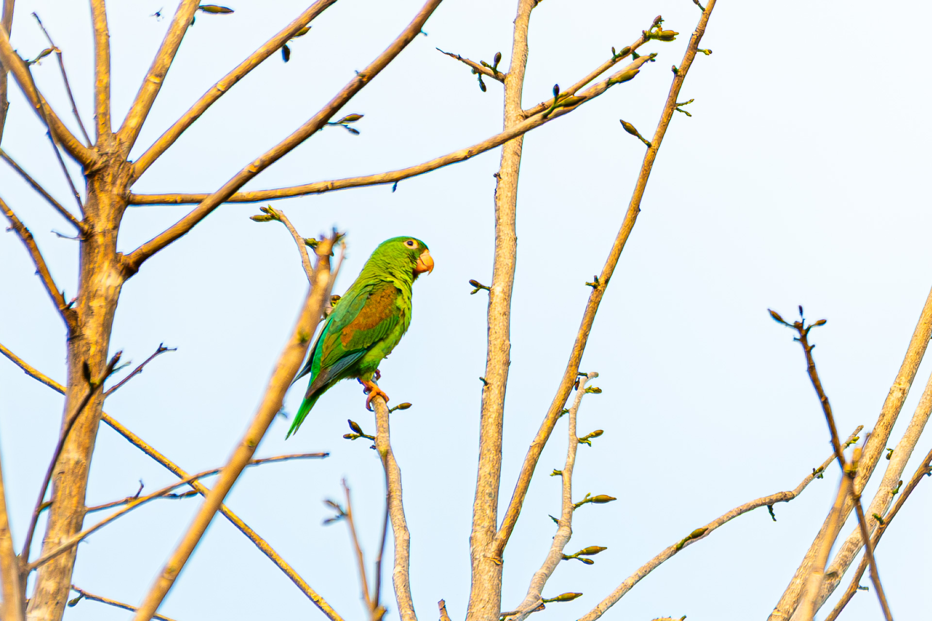 Alexandrine-parakeet (Psittacula eupatria)