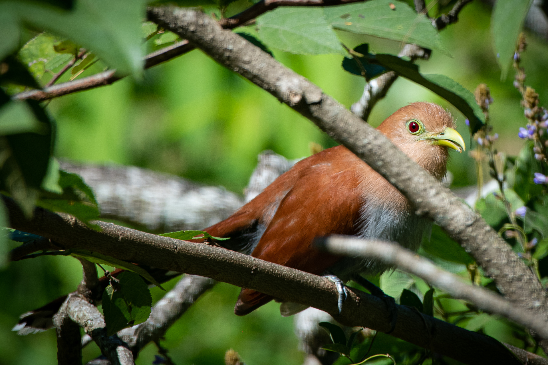 Squirrel-cuckoo (Piaya cayana)