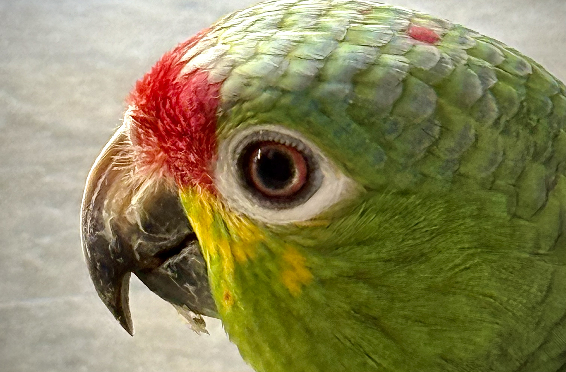 Red-lored (Amazon parrot)