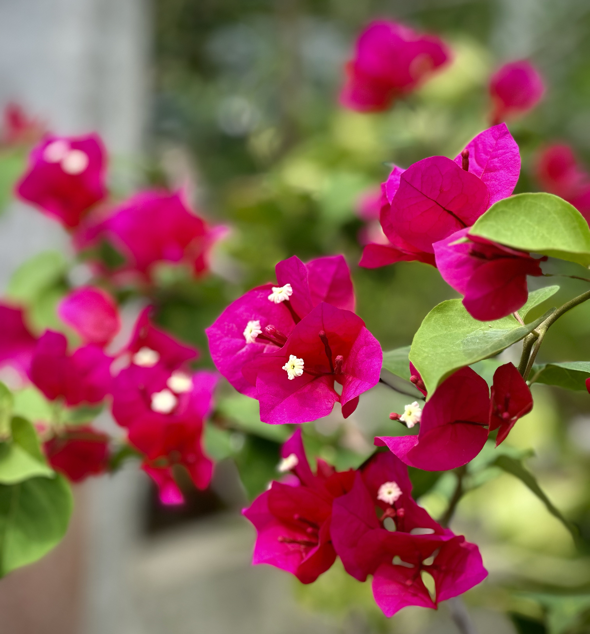 Bougainvillea in bloom in the gardens of The Sanctuary Estate, Nosara, Costa Rica