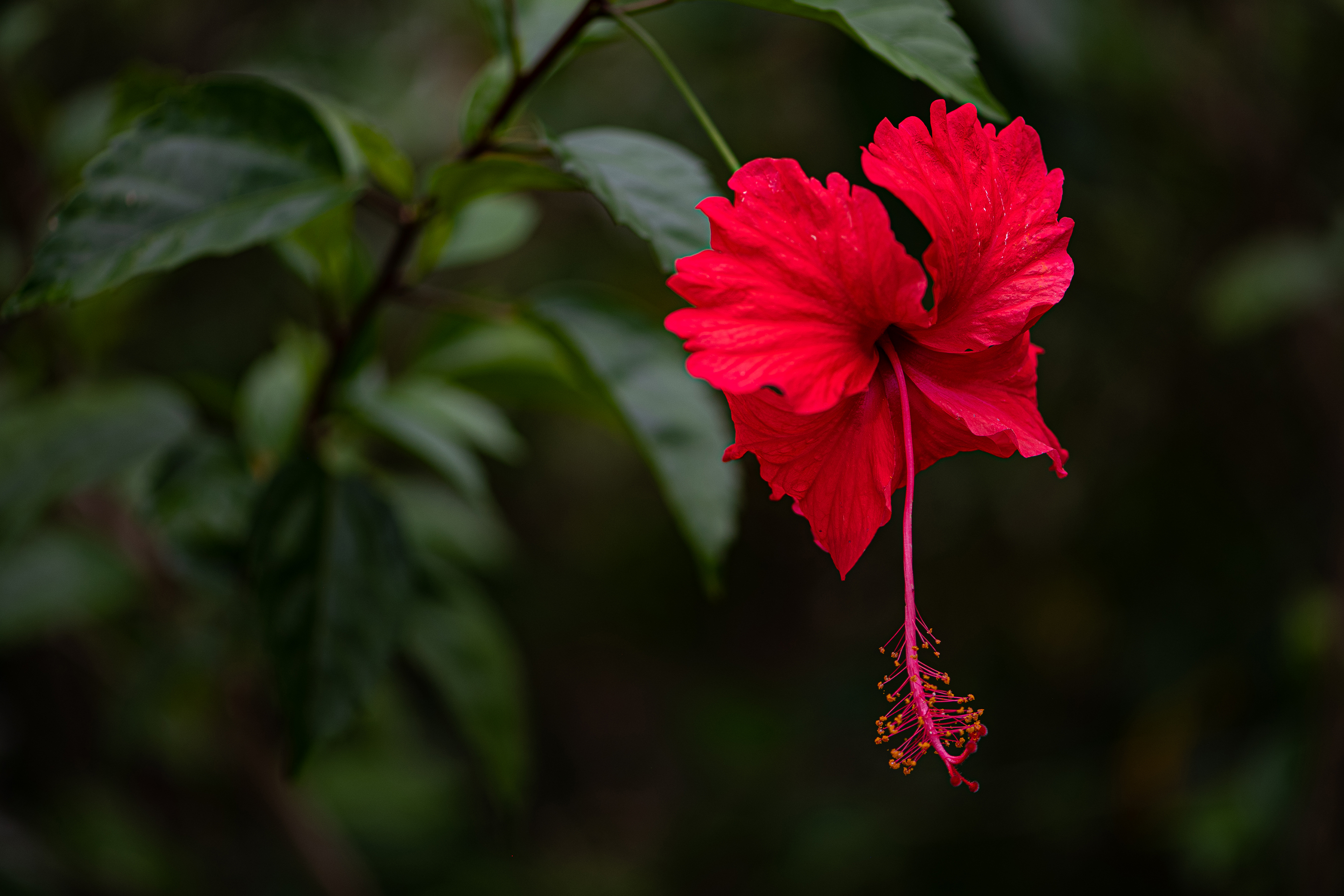 Red-hibiscus (Rosa sinensis)