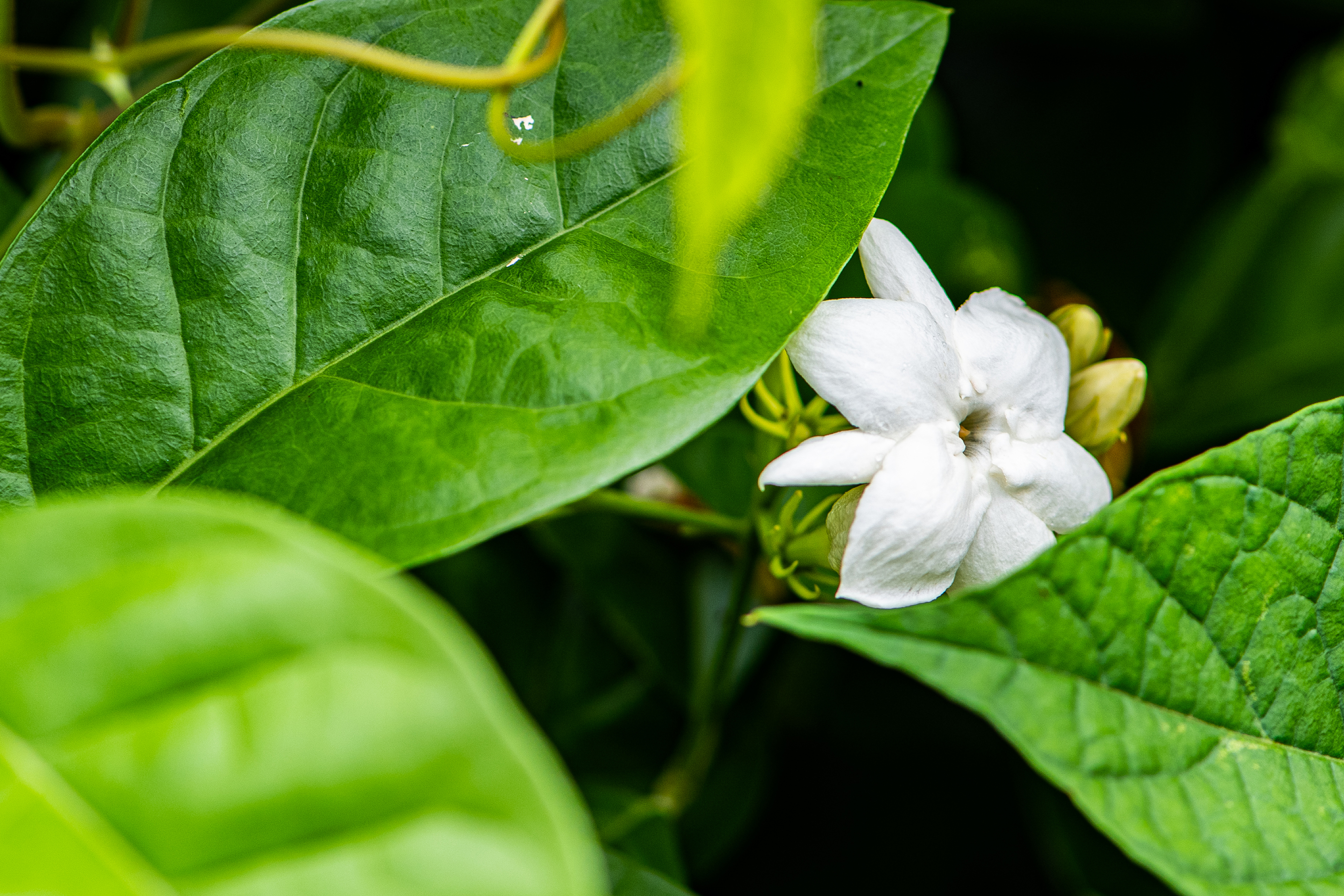 Arabian-jasmine (Jasminum sambac)