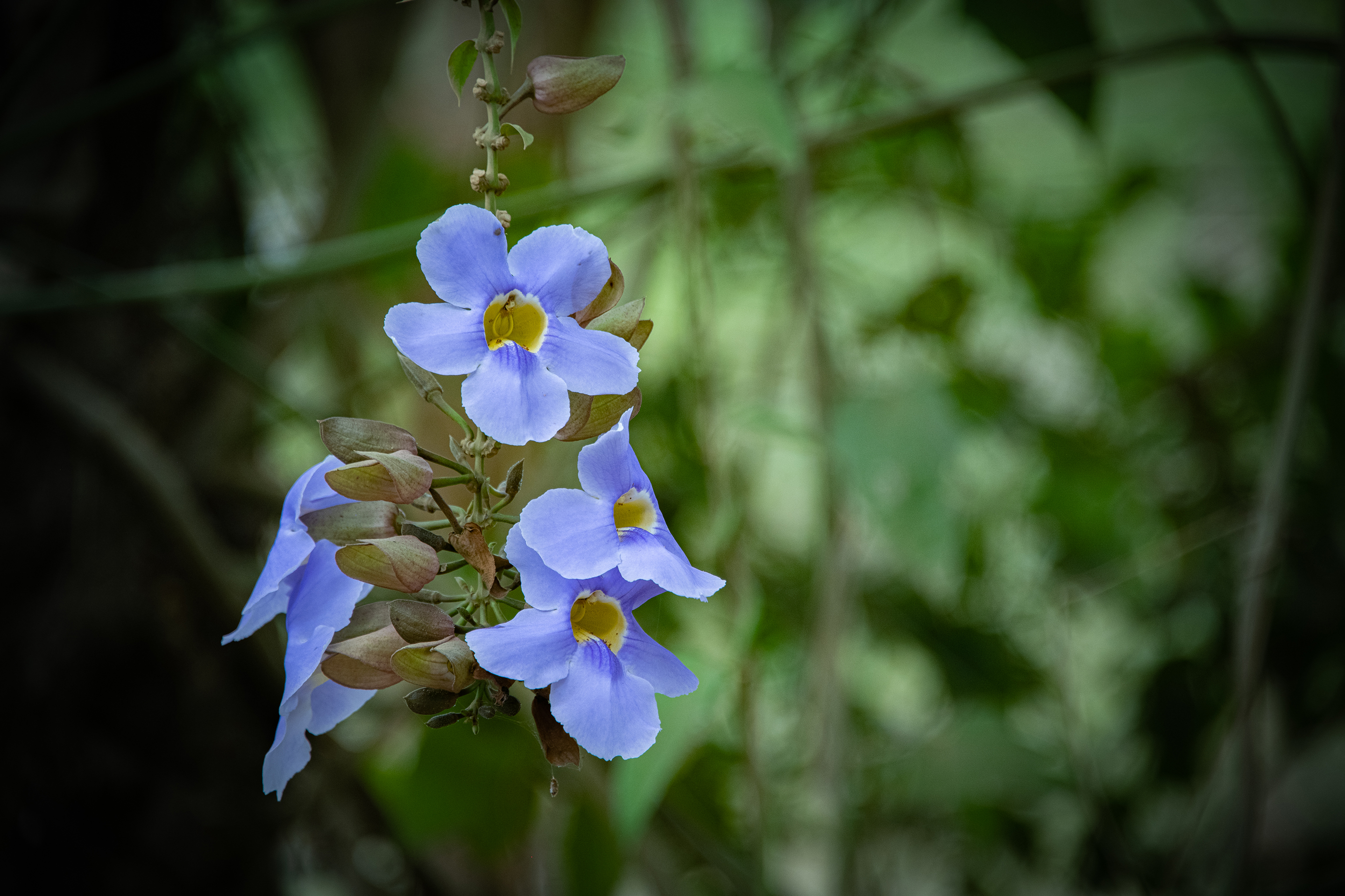 Purple-bengal-clockvine (Thunbergia grandiflora)