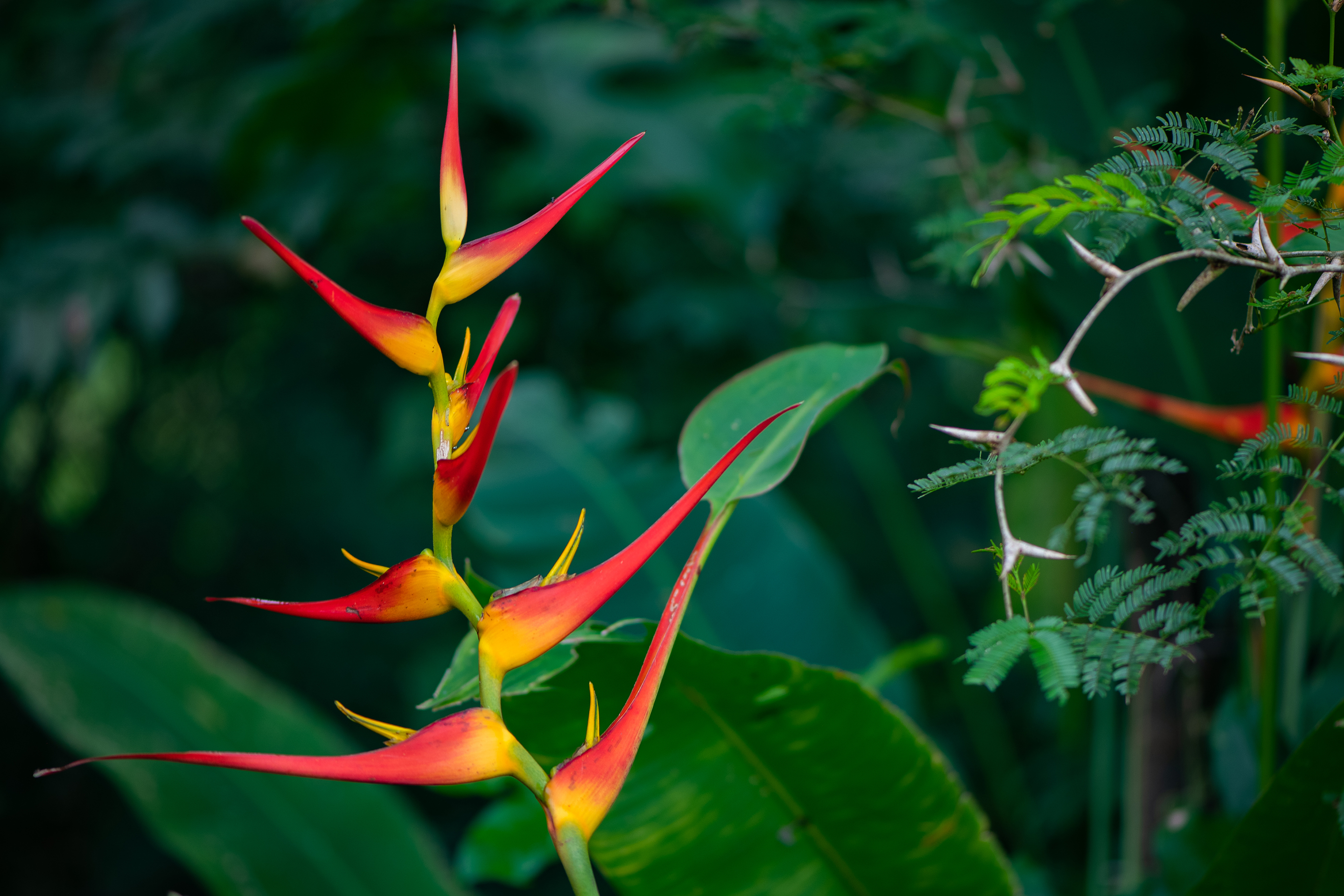 Heliconia psittacorum