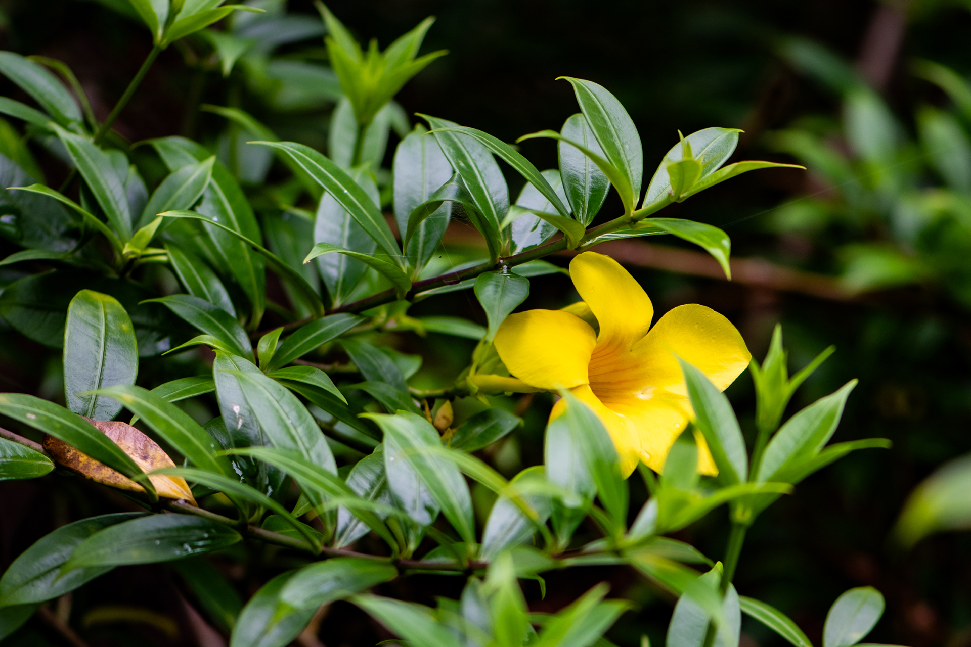 Yellow (Allamanda cathartica)