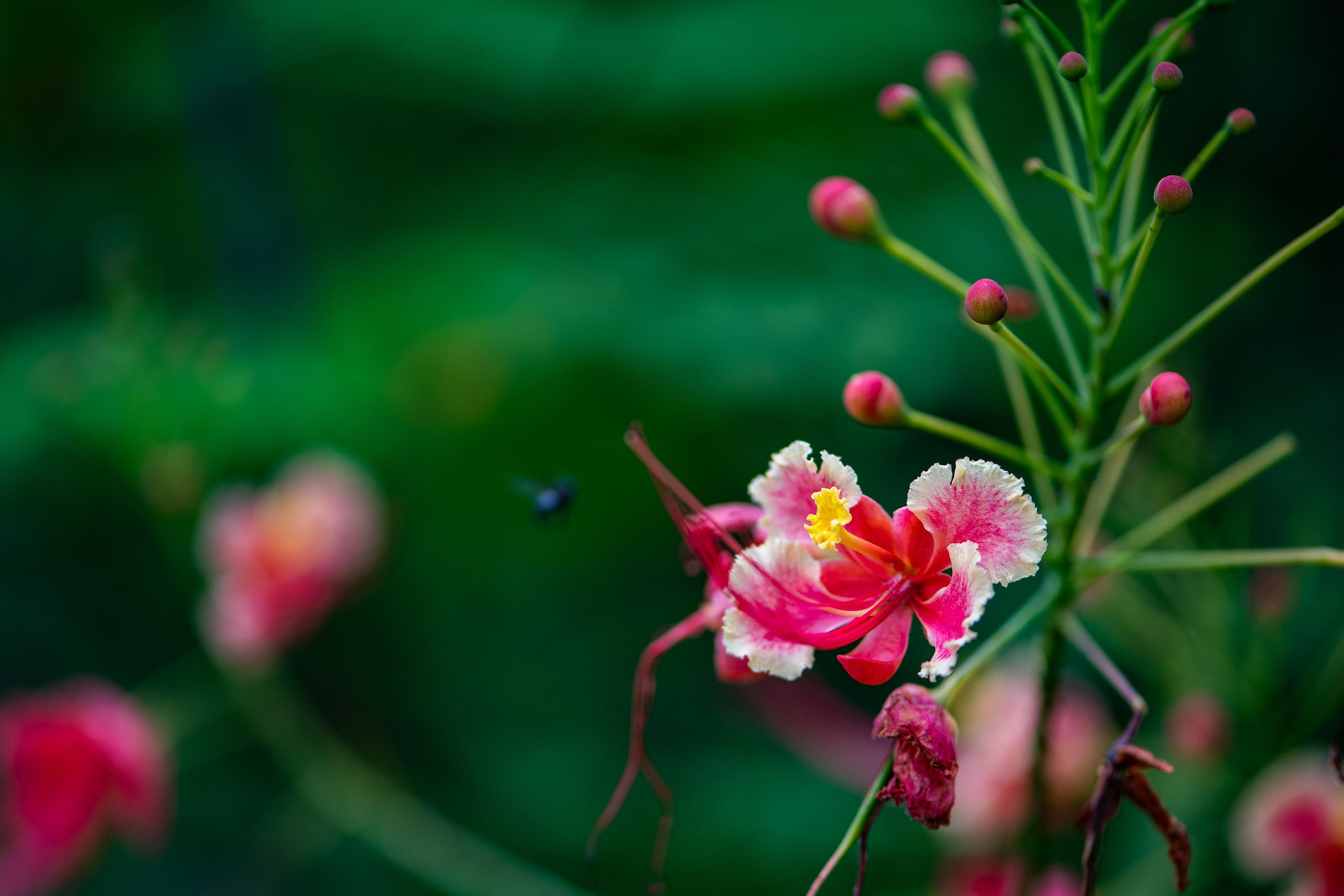 Caesalpinia pulcherrima