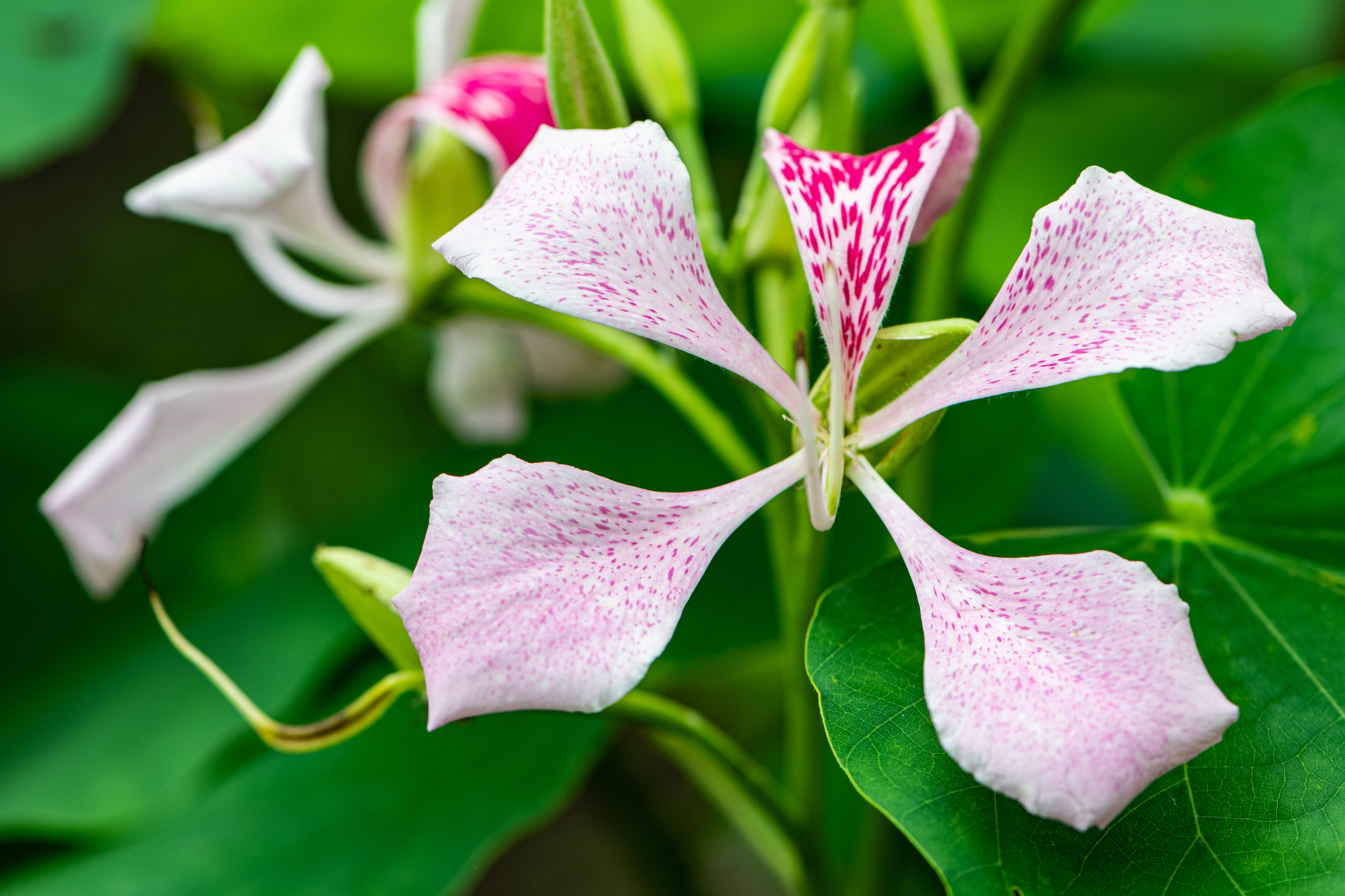 Hong-kong-orchid (Bauhinia blakeana)