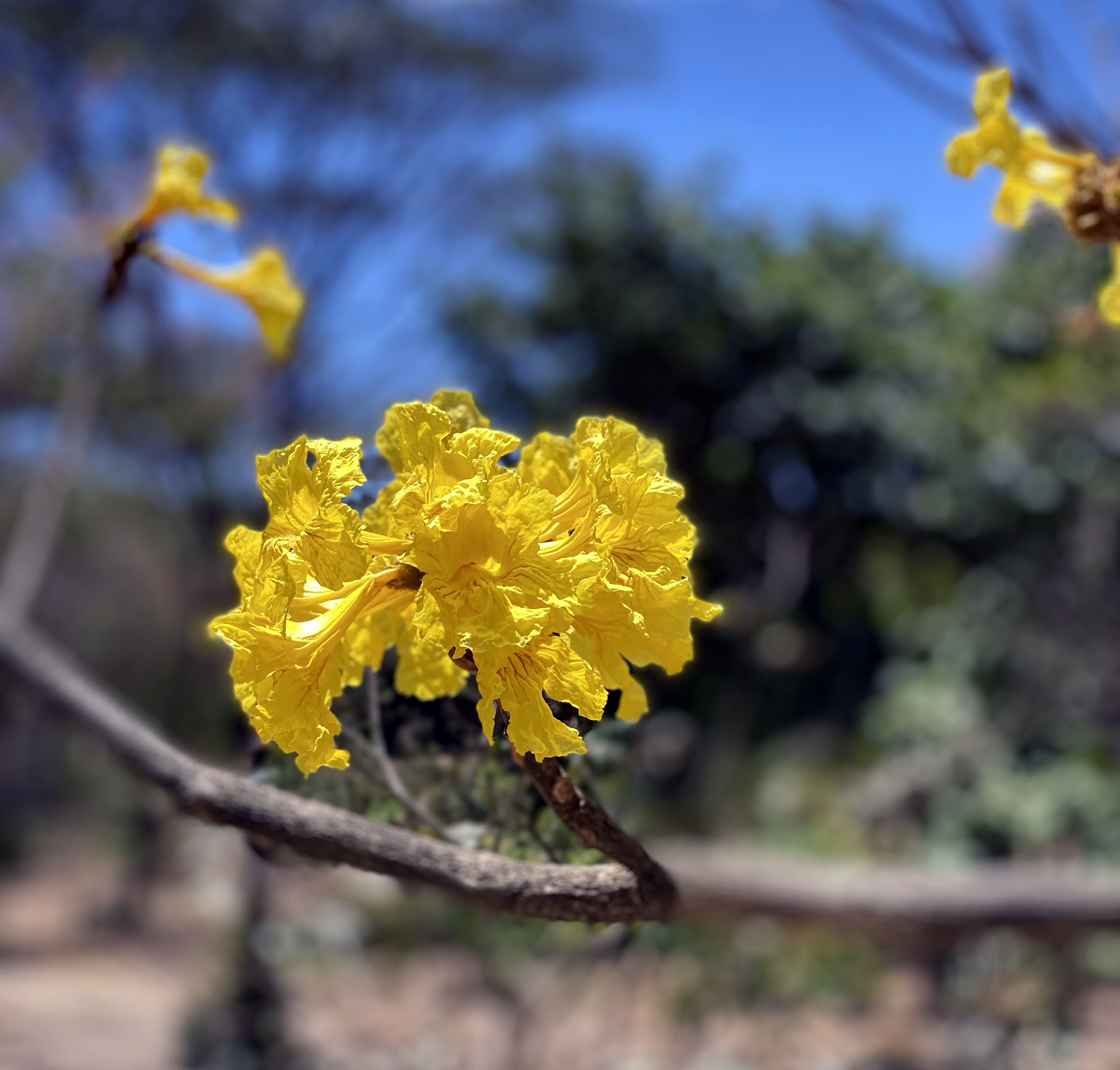 Cortez-amarillo (Handroanthus ochraceus)