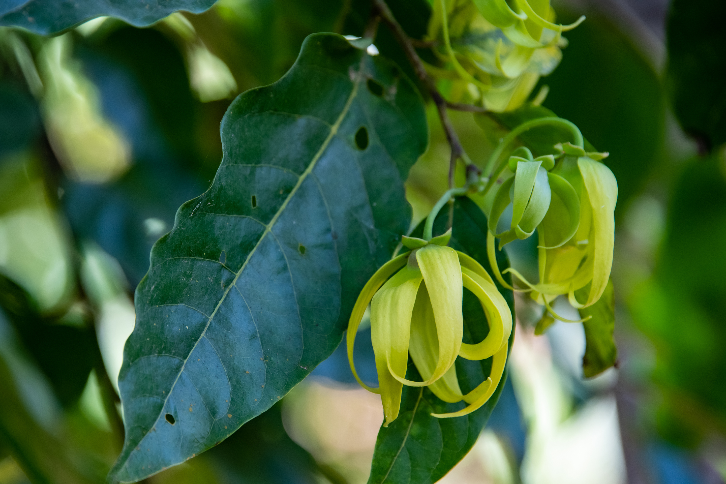 Ylang-ylang (Cananga odorata)