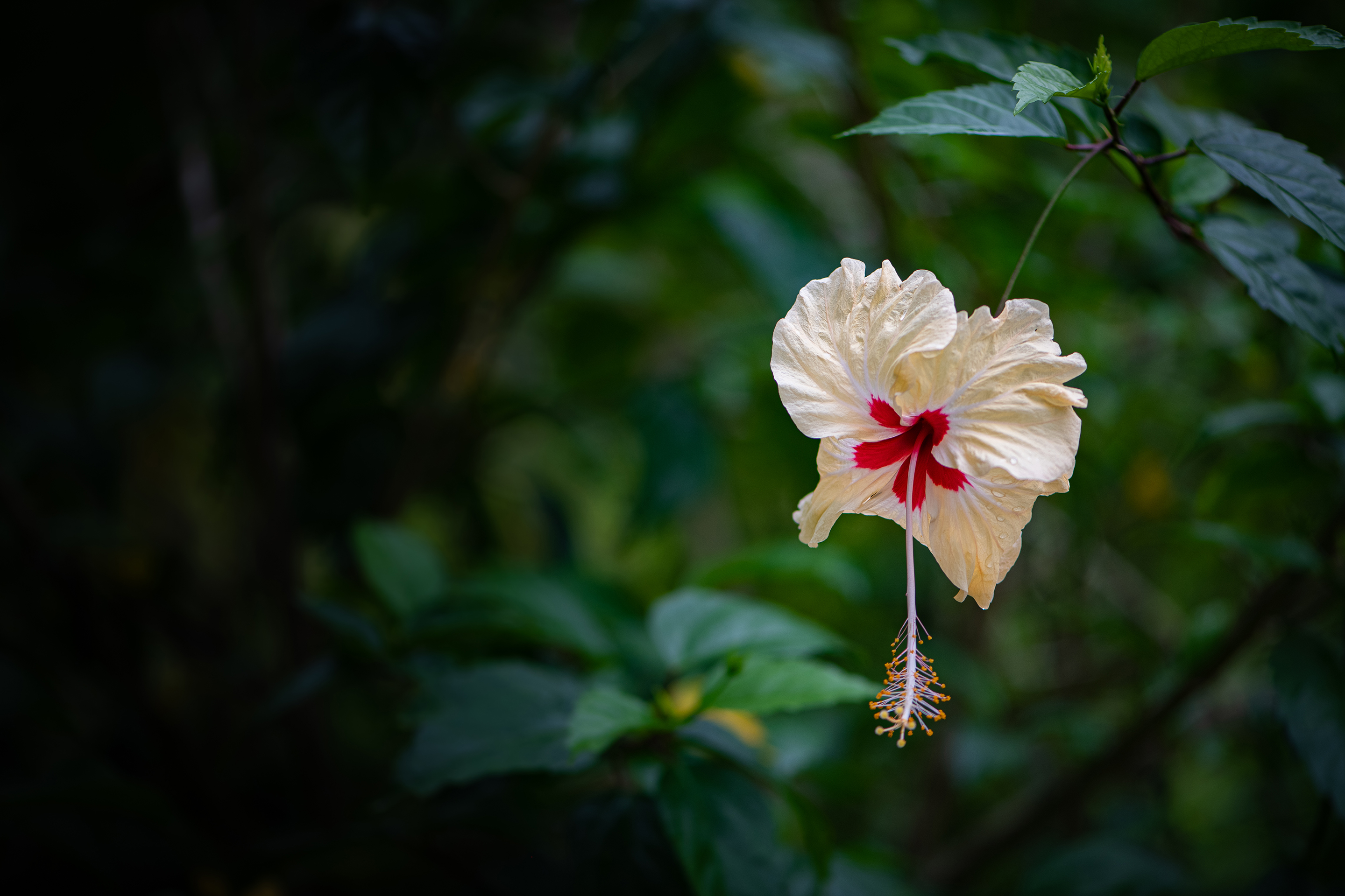 Yellow-hibiscus (Rosa sinensis)