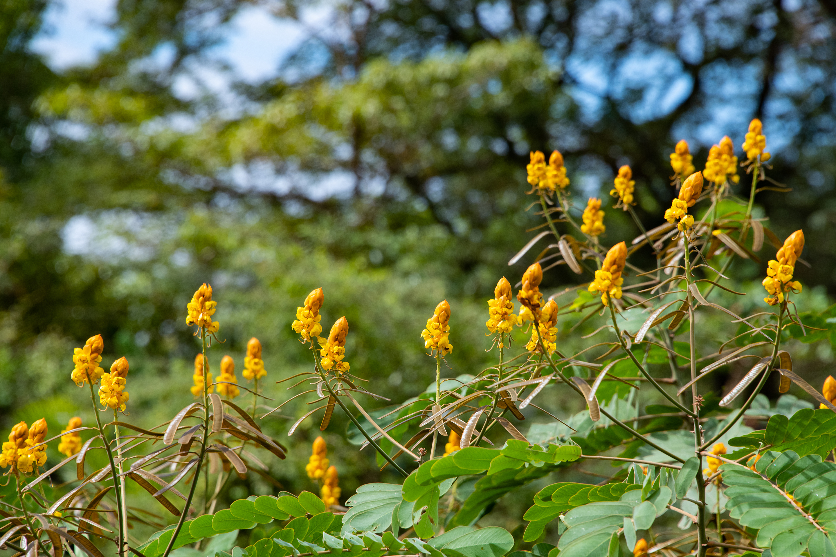 Emperors-candlestick (Senna alata)