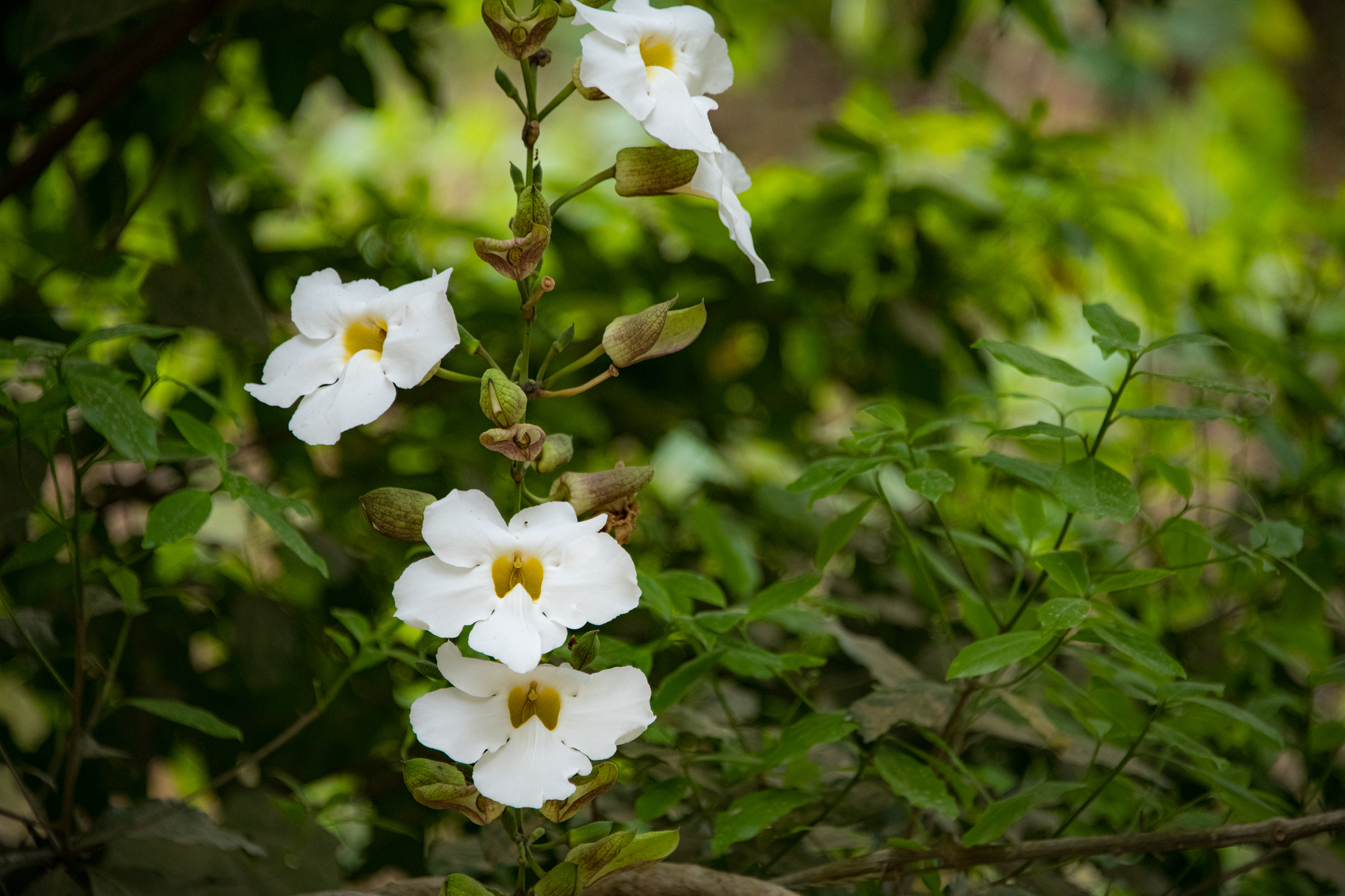 White-bengal-clockvine (Thunbergia grandiflora)