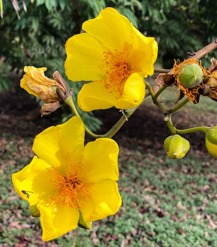 Poro-poro (Cochlospermum vitifolium)