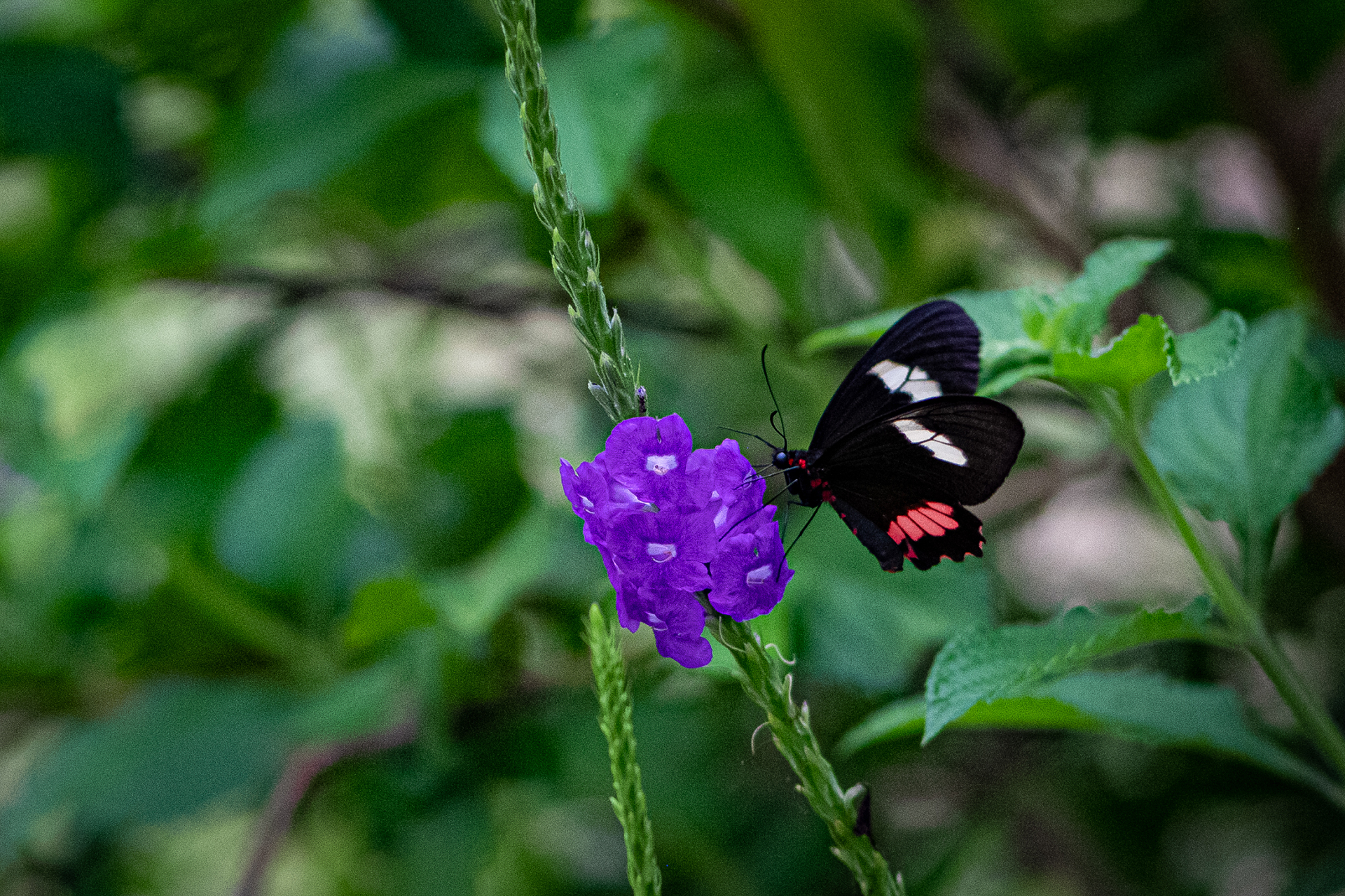 Purple-periwinkle (Catharanthus roseus)