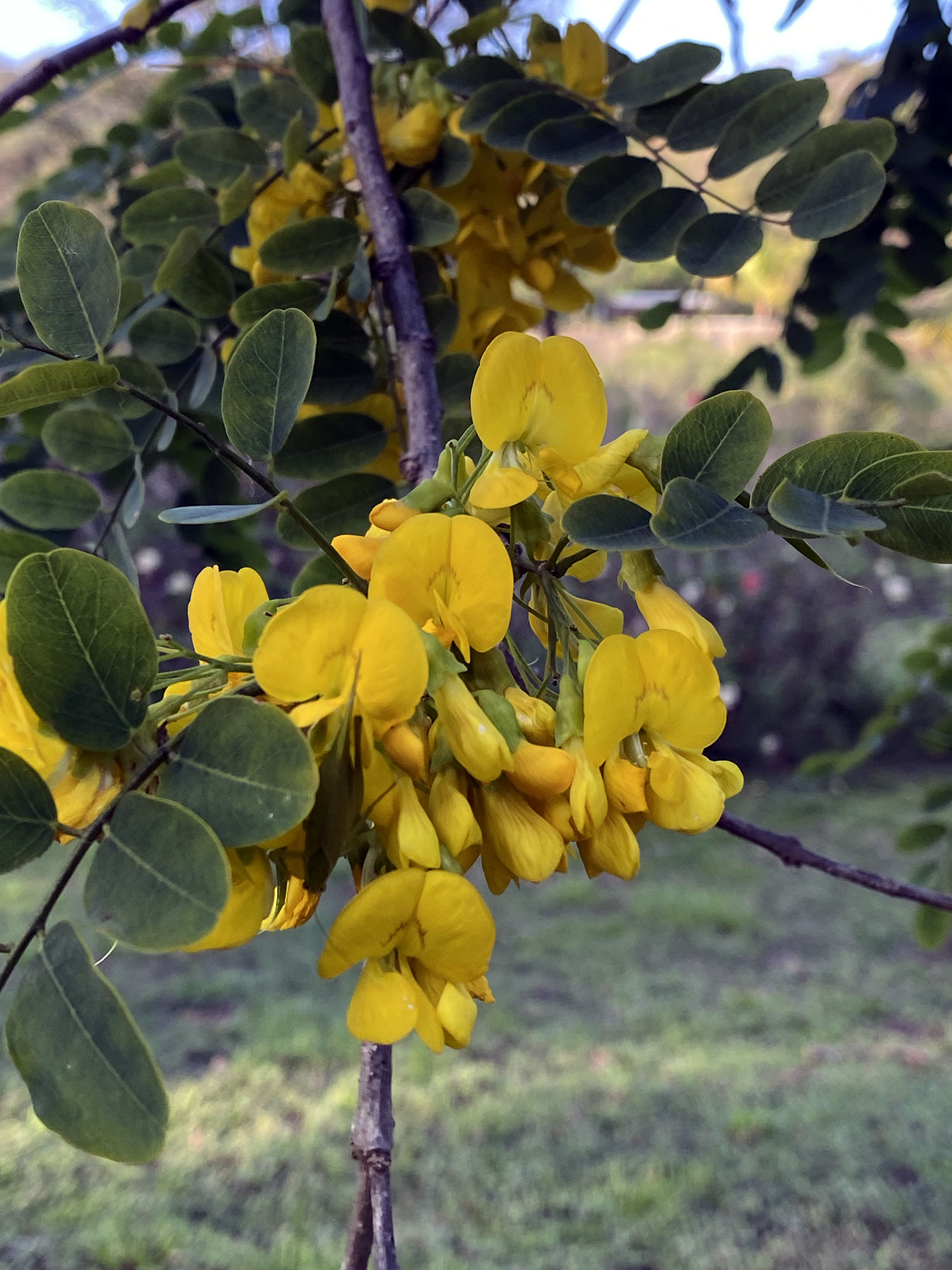 Golden-shower (Cassia fistula)