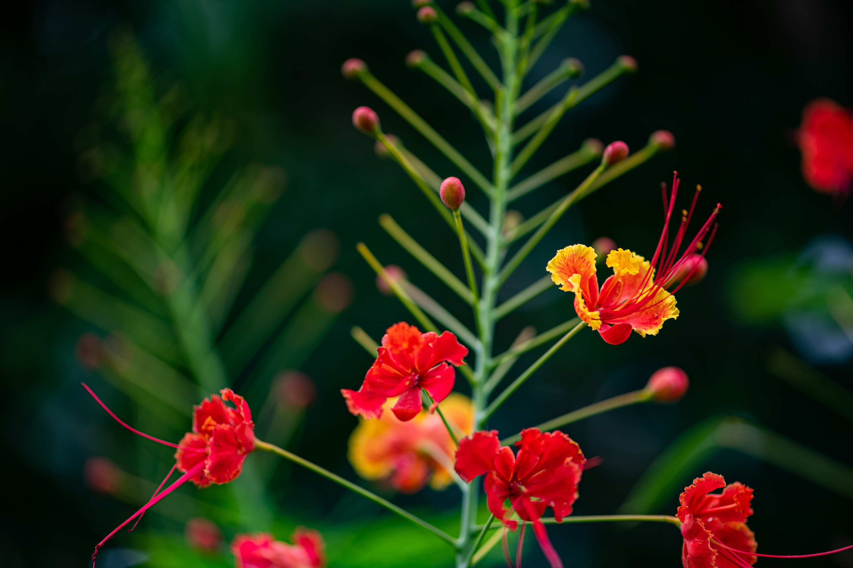 Caesalpinia (Pulcherrima orange)
