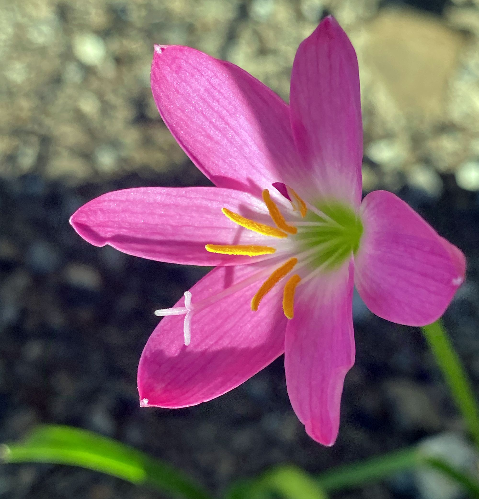 Rain-lily (Zephyranthes carinata)