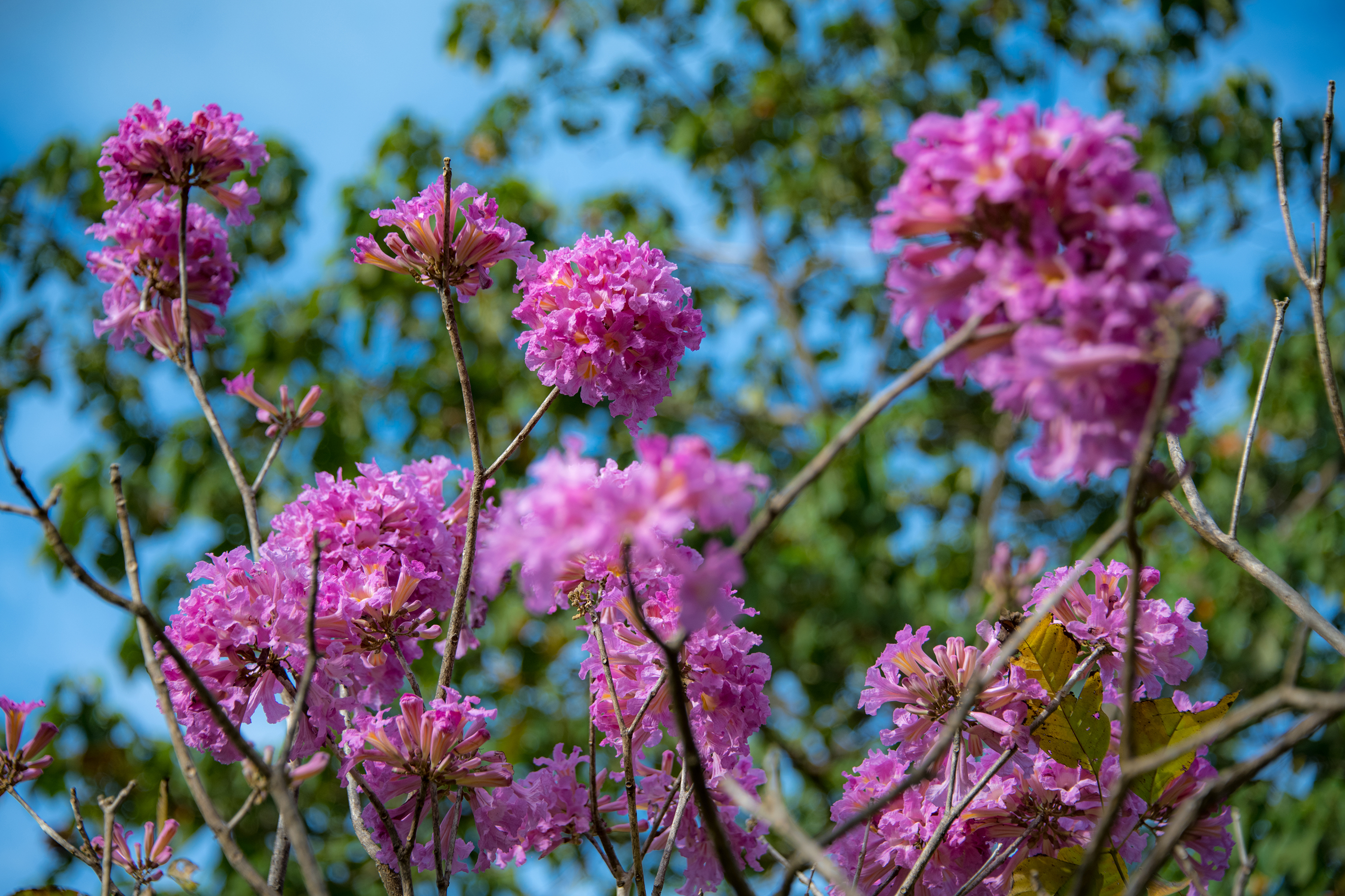 Cortez-negro (Tabebuia rosea)