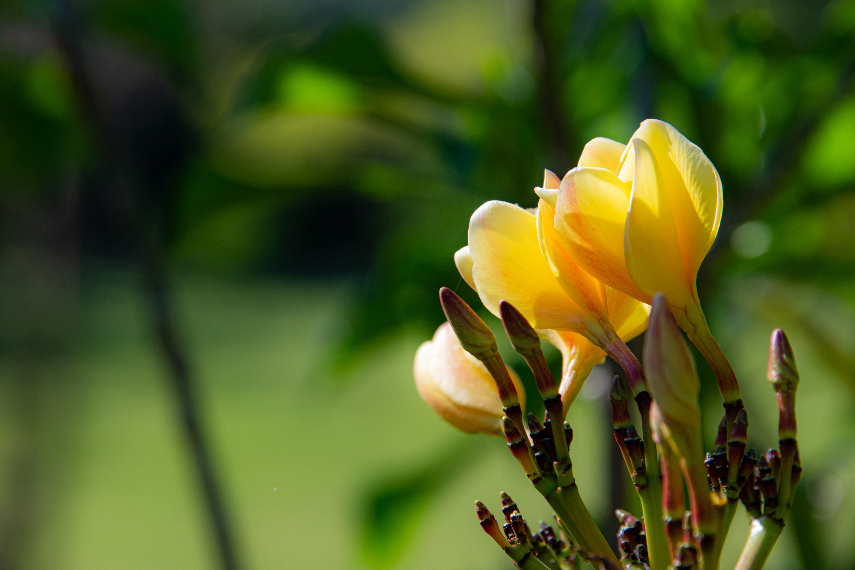 Yellow (Plumeria rubra)