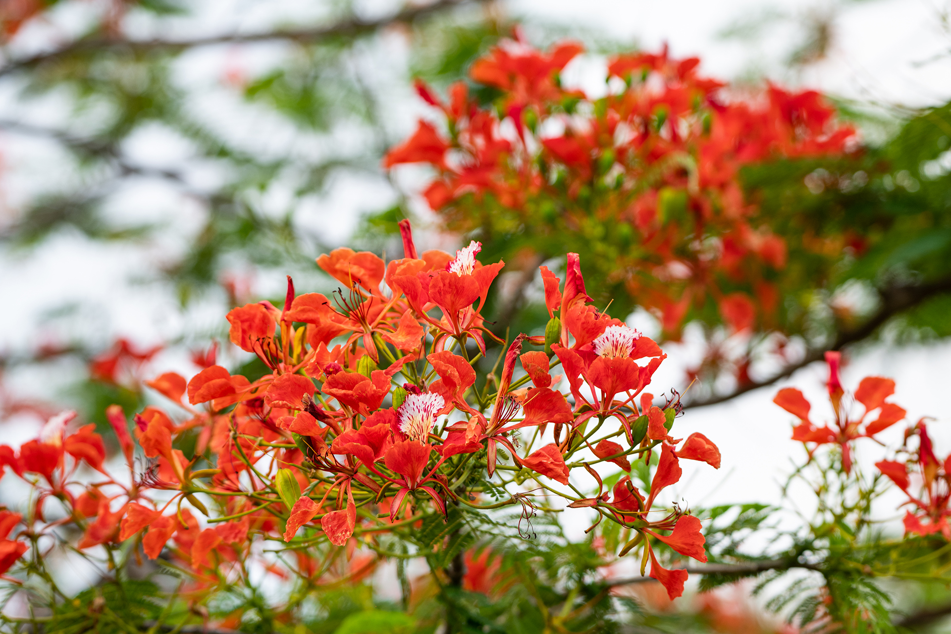 Poinciana (Delonix regia)
