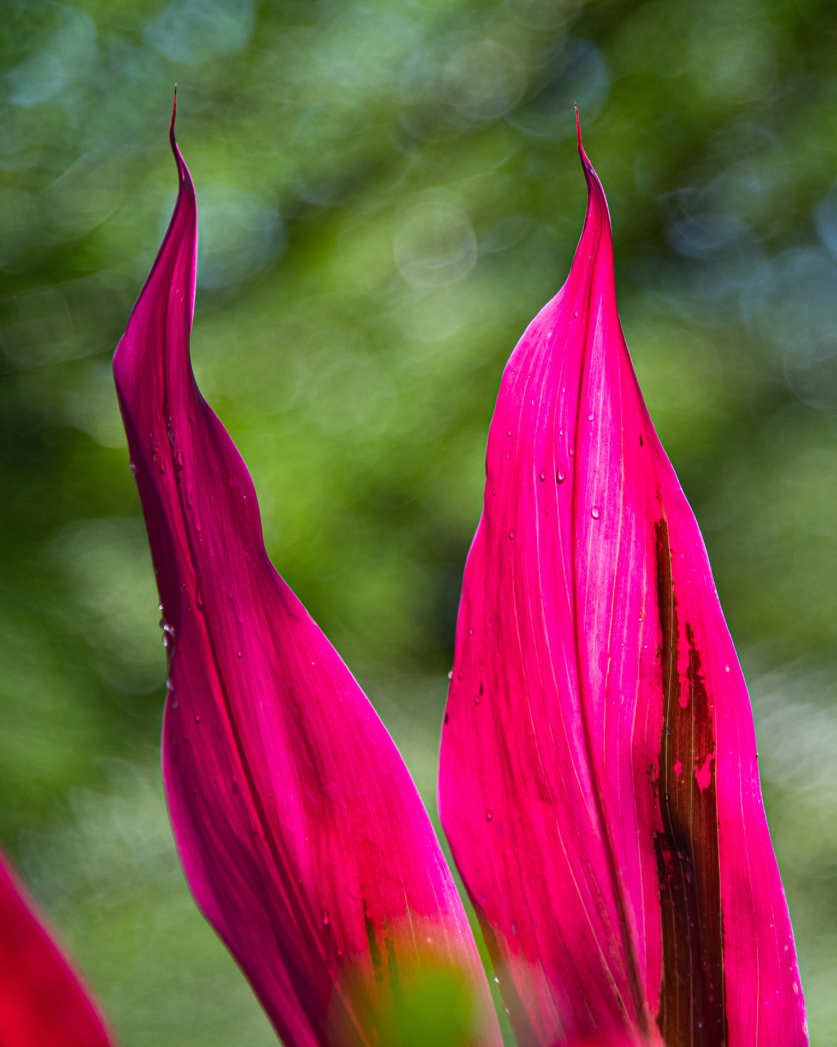 Cordyline fruticosa