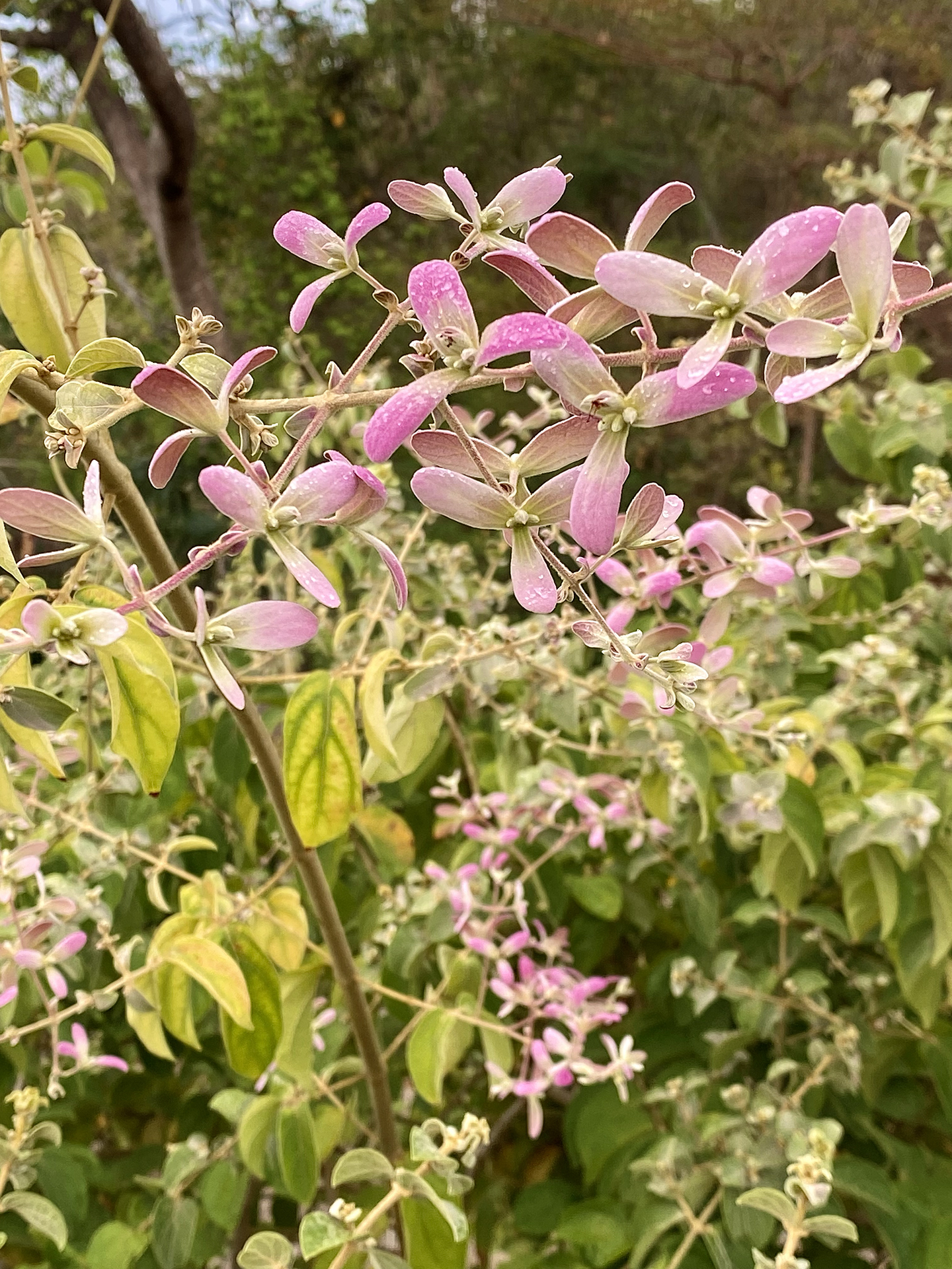 Shower-orchid-vine (Congea tomentosa)