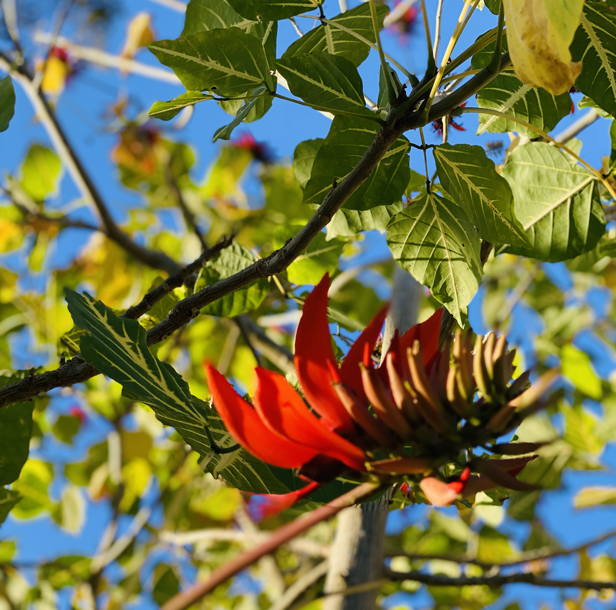Indian-coral-tree (Erythrina variegata)