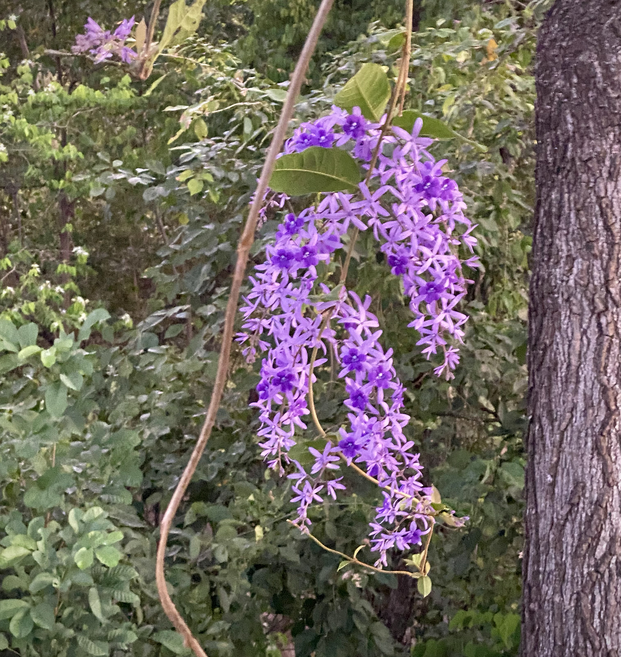 Tropical-wisteria (Petrea volubilis)